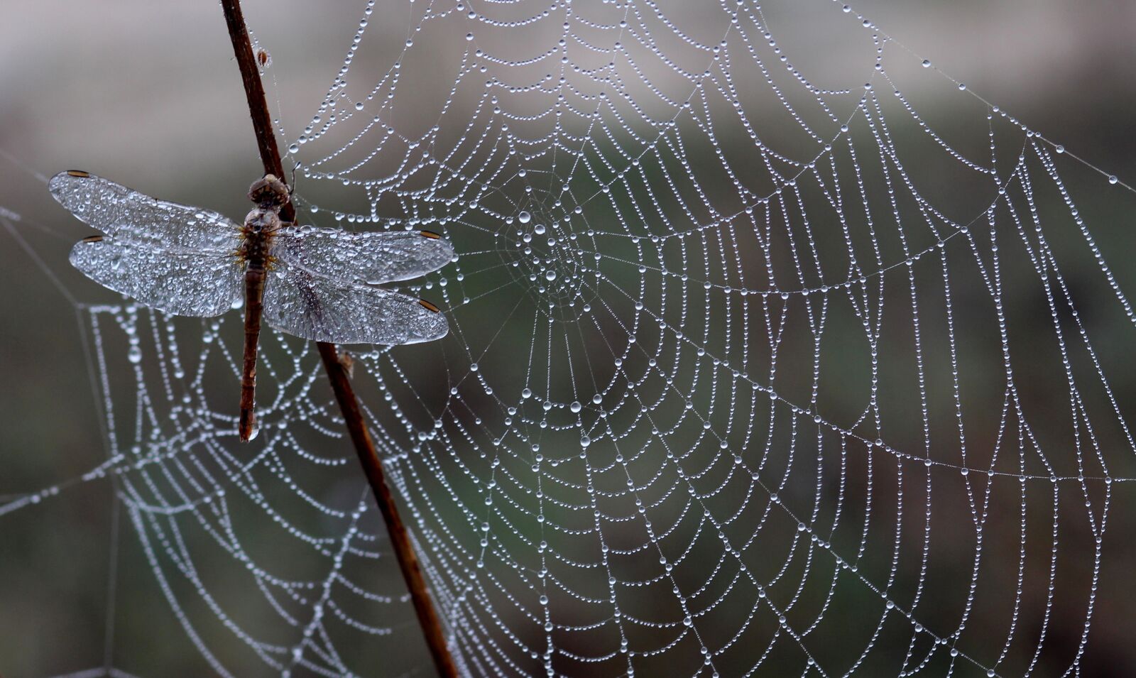 Canon EOS 700D (EOS Rebel T5i / EOS Kiss X7i) + Canon EF 85mm F1.8 USM sample photo. Dragonfly, dew, spider web photography