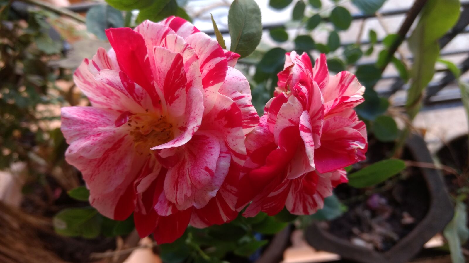 Motorola Moto G (4) sample photo