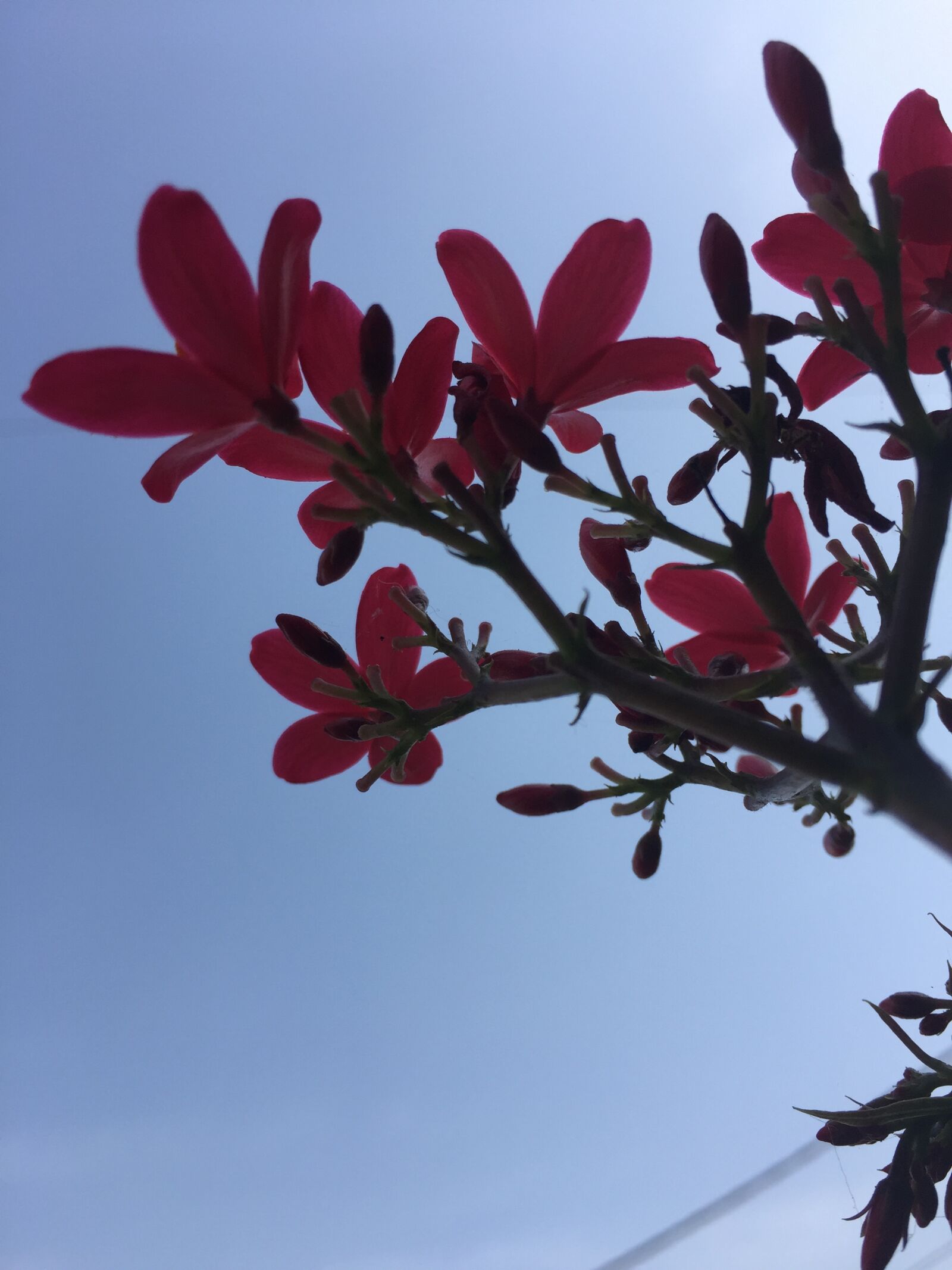 Apple iPhone 6 sample photo