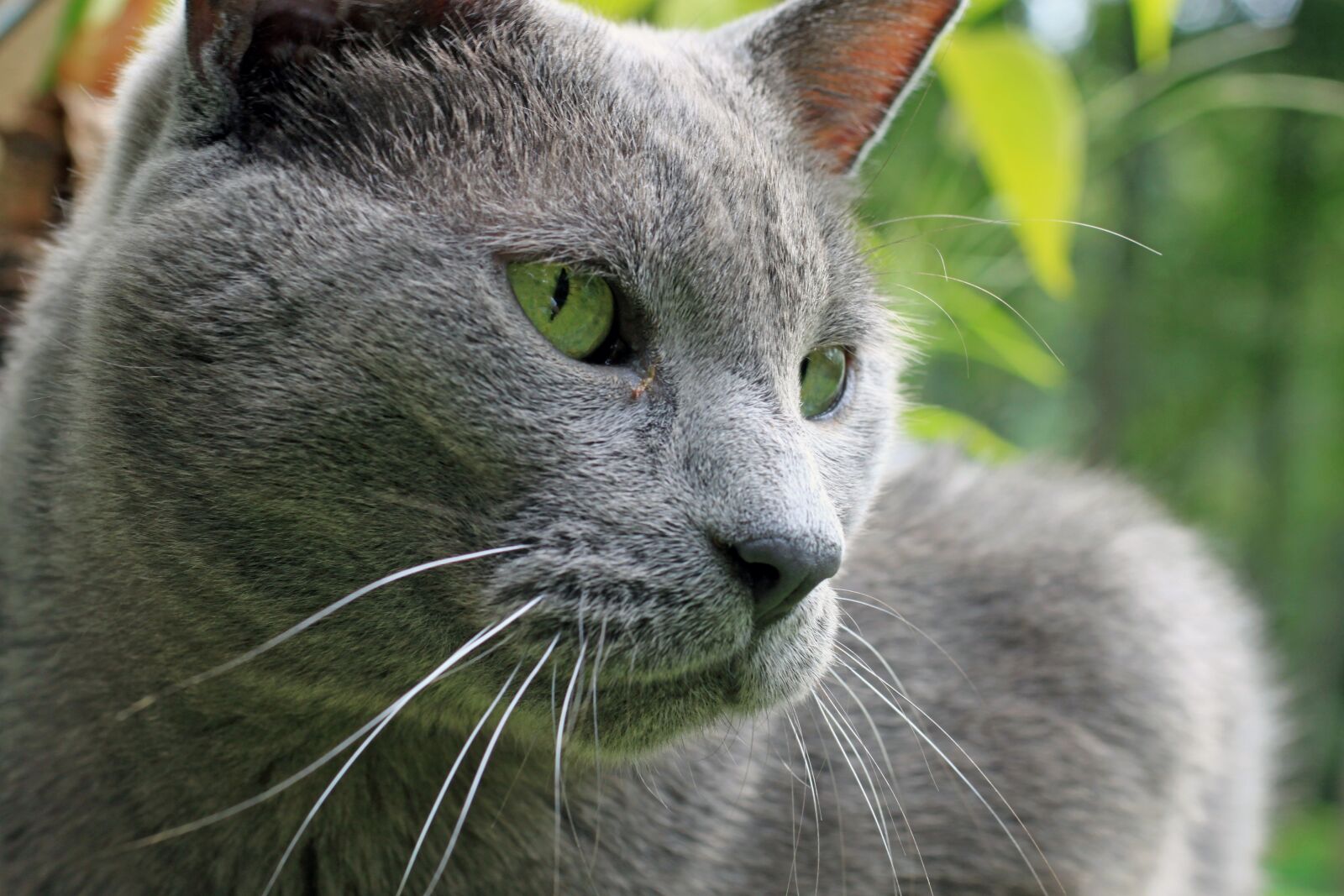 Canon EOS 500D (EOS Rebel T1i / EOS Kiss X3) sample photo. Cat, pet, male photography