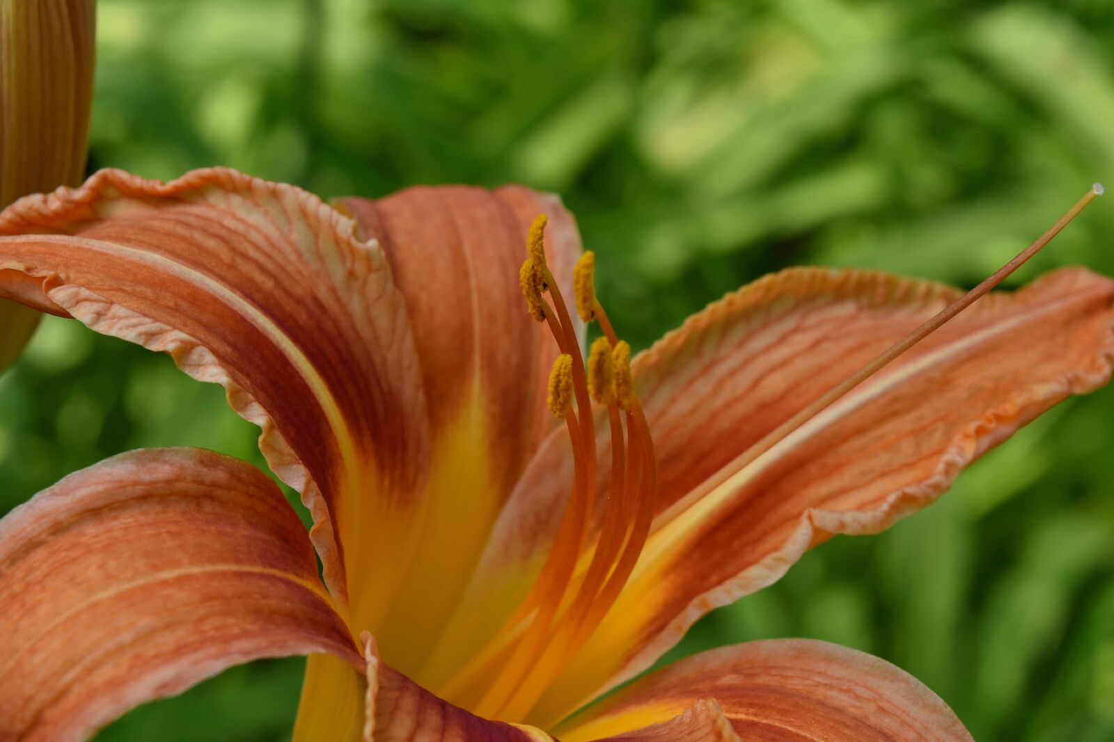 Nikon D5500 sample photo. Details, nectar, organism, pistil photography