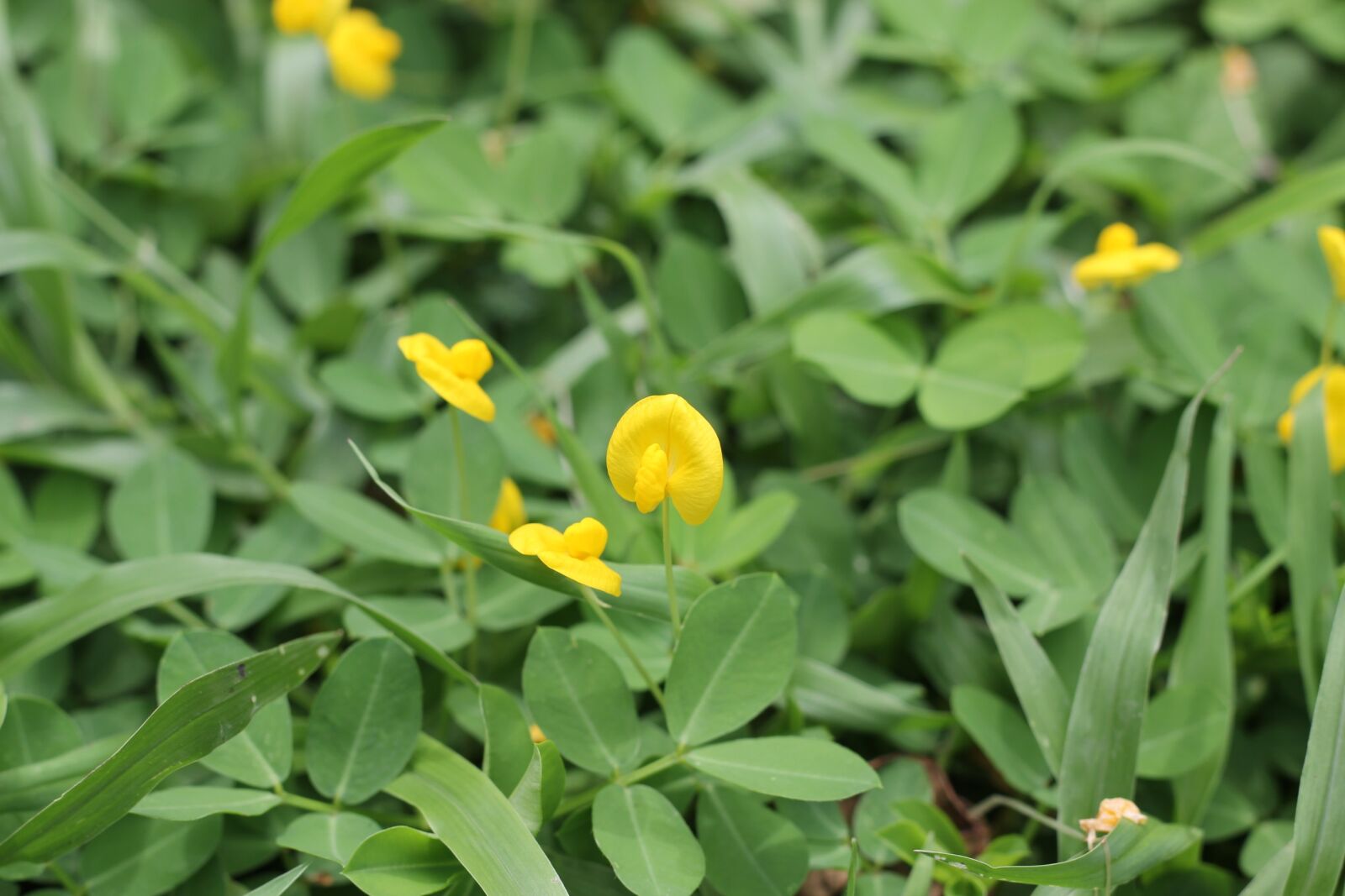 Canon EOS 60D + Canon EF 50mm F1.8 II sample photo. Grass, flowers, summer photography