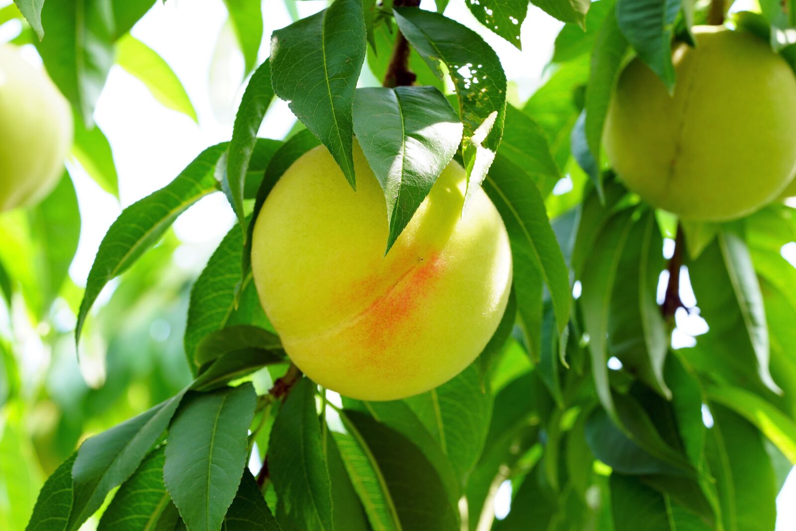 Sony a7R III + Sony FE 90mm F2.8 Macro G OSS sample photo. Peach, fruit, food photography