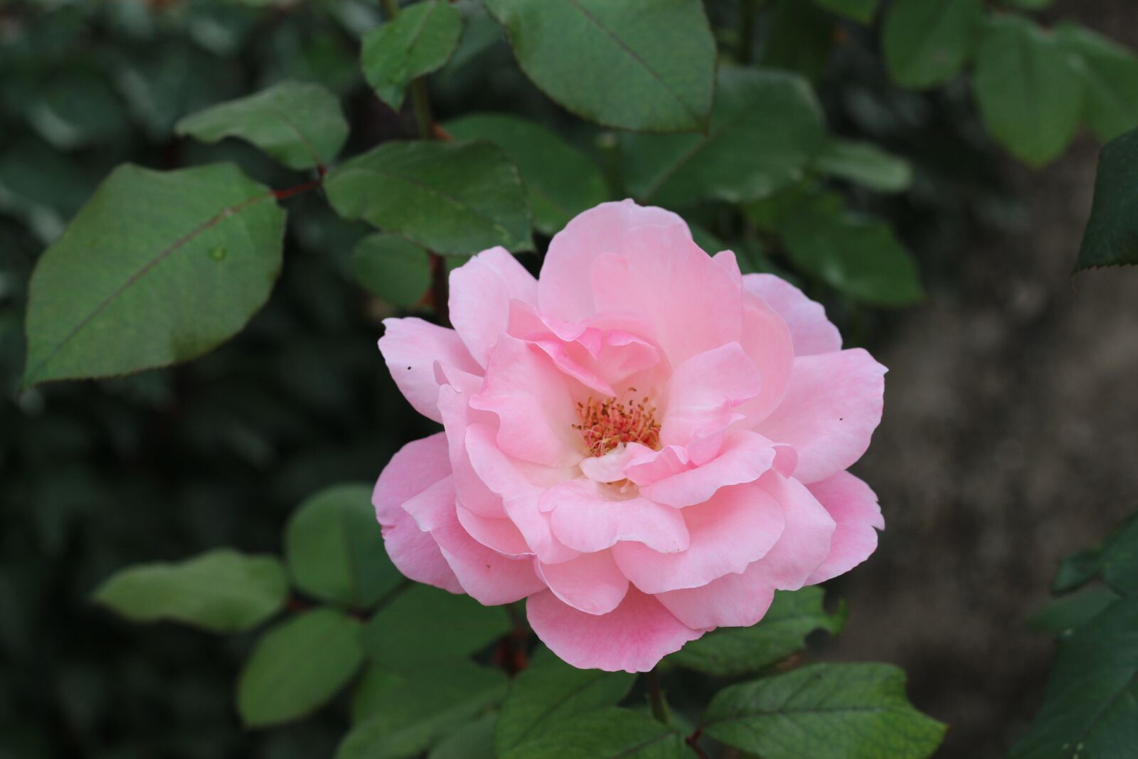 Canon EF 50mm F1.8 STM sample photo. Pink, rose, flower photography