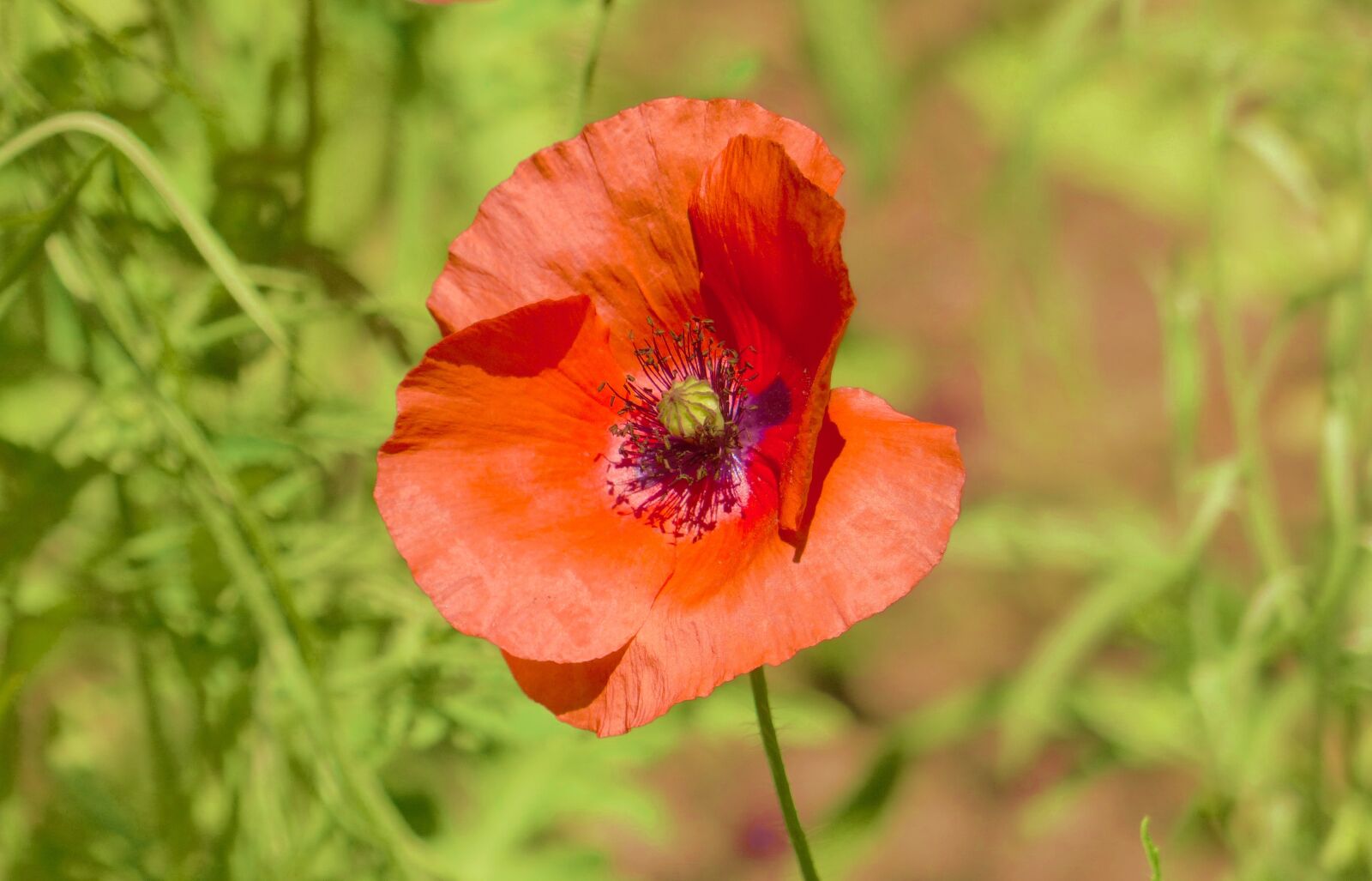 Panasonic Lumix DMC-FZ200 sample photo. Mack, red, flower photography