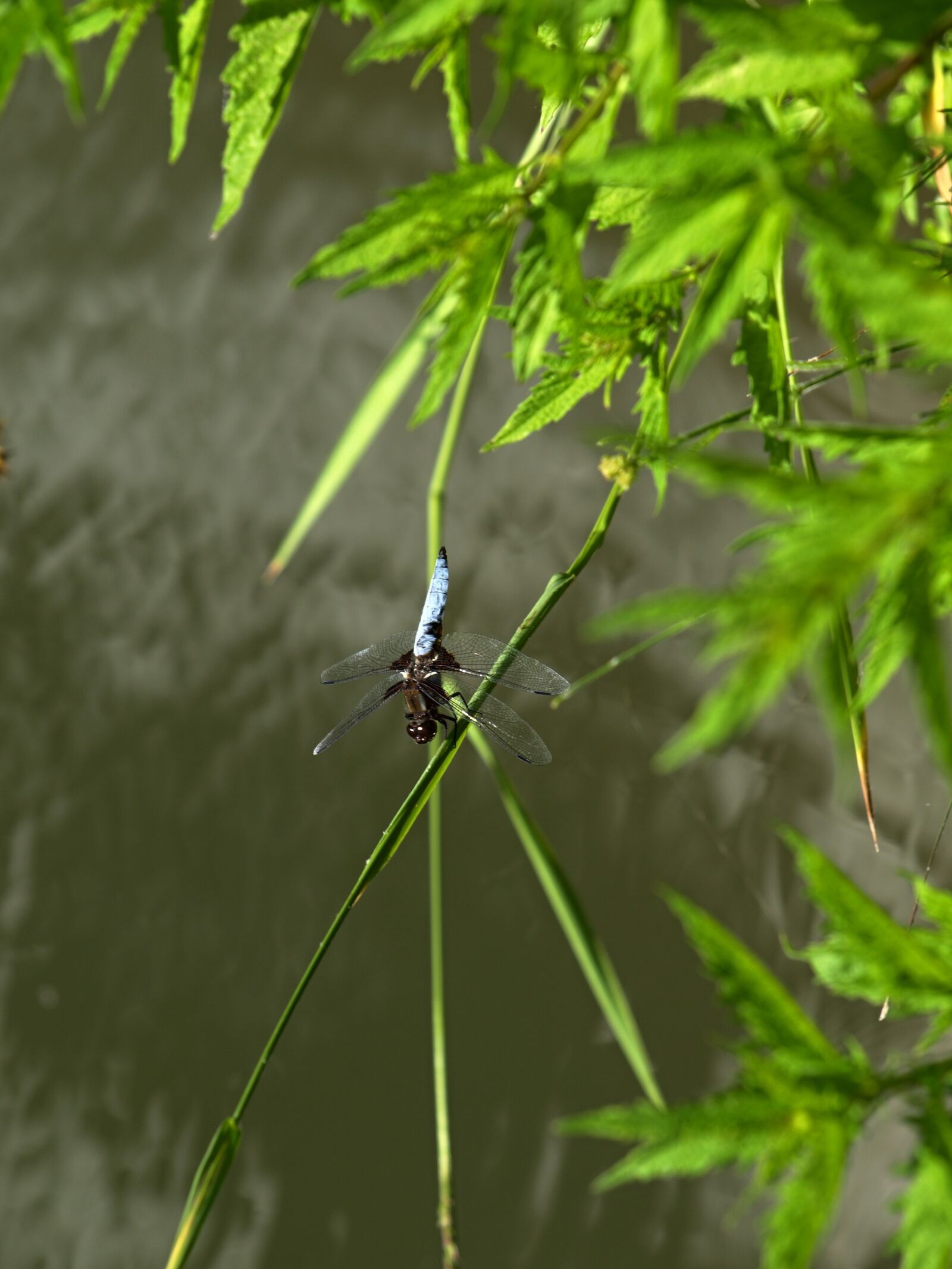 Olympus E-510 (EVOLT E-510) sample photo. Dragonfly, insects photography