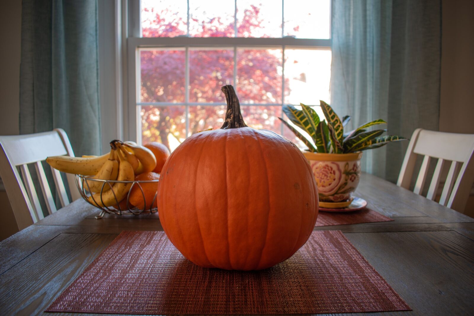 Nikon D5600 sample photo. Pumpkin, thanksgiving, meal photography