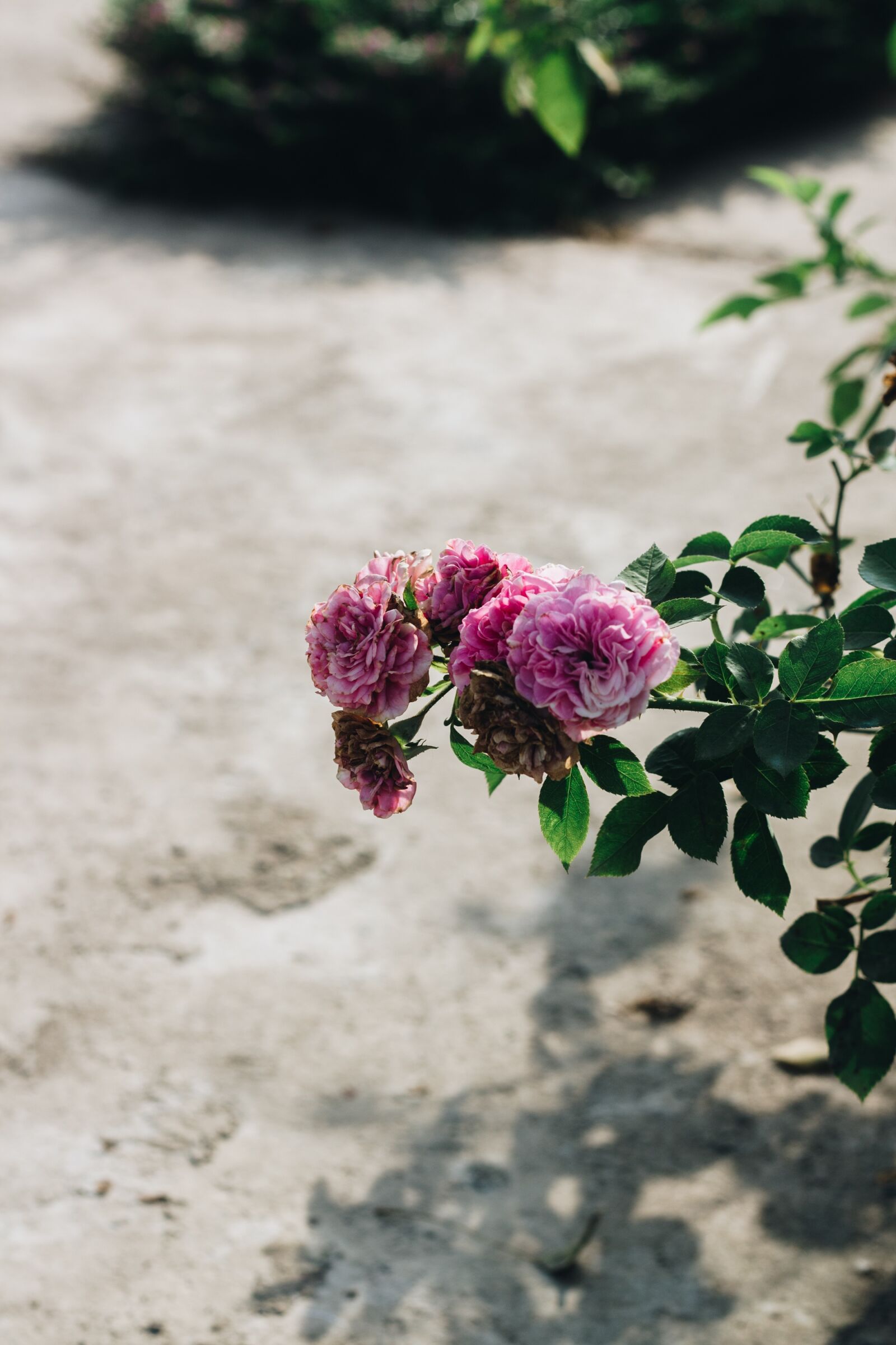 Canon EOS 700D (EOS Rebel T5i / EOS Kiss X7i) + Canon EF 50mm F1.8 II sample photo. Rose, roses, flower photography