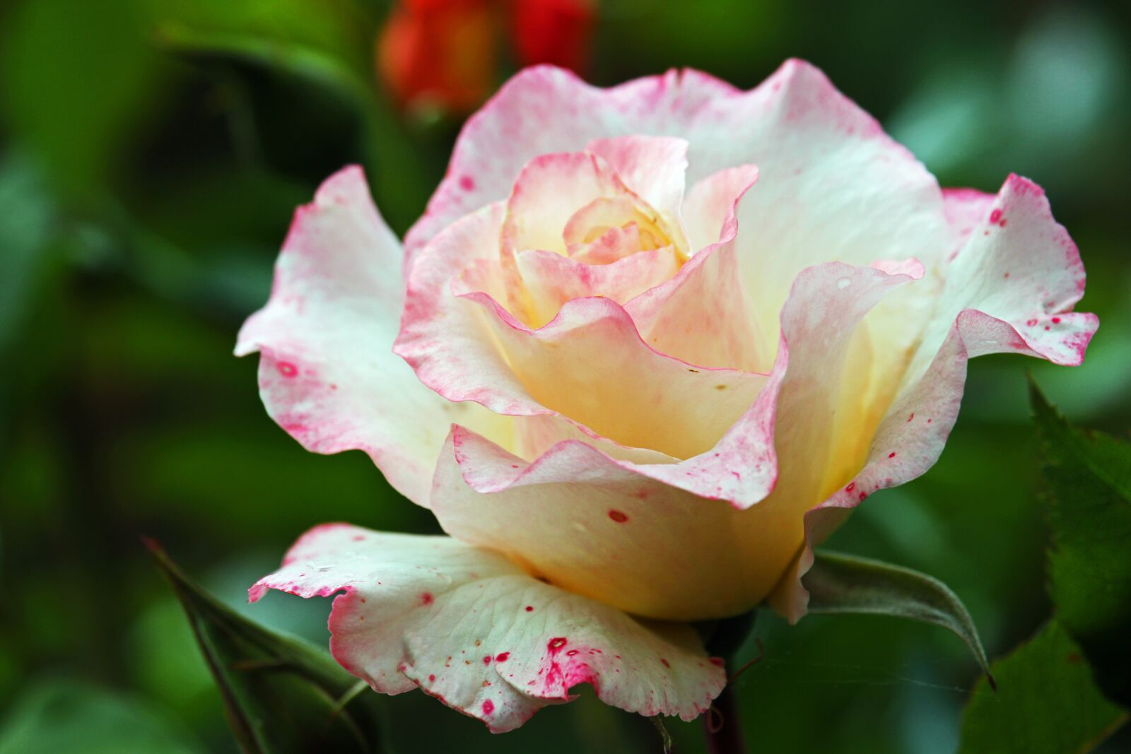 Canon EF-S 55-250mm F4-5.6 IS STM sample photo. Rose, white rose, white photography