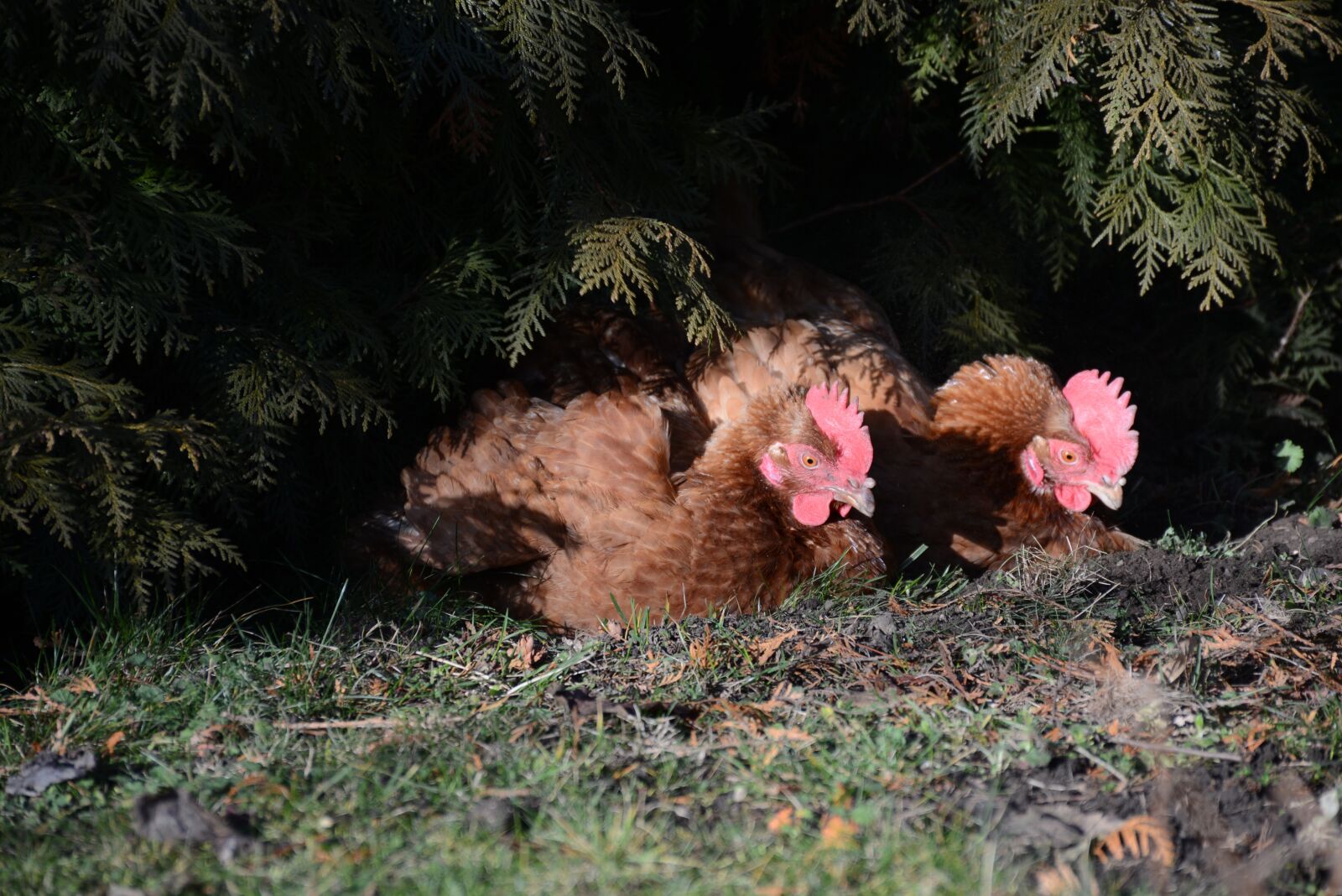 Nikon D7100 sample photo. Hen, egg, easter photography