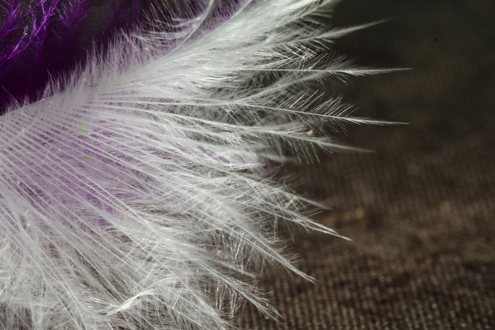 Canon EF 100mm F2.8L Macro IS USM sample photo. Macro, pen, white photography