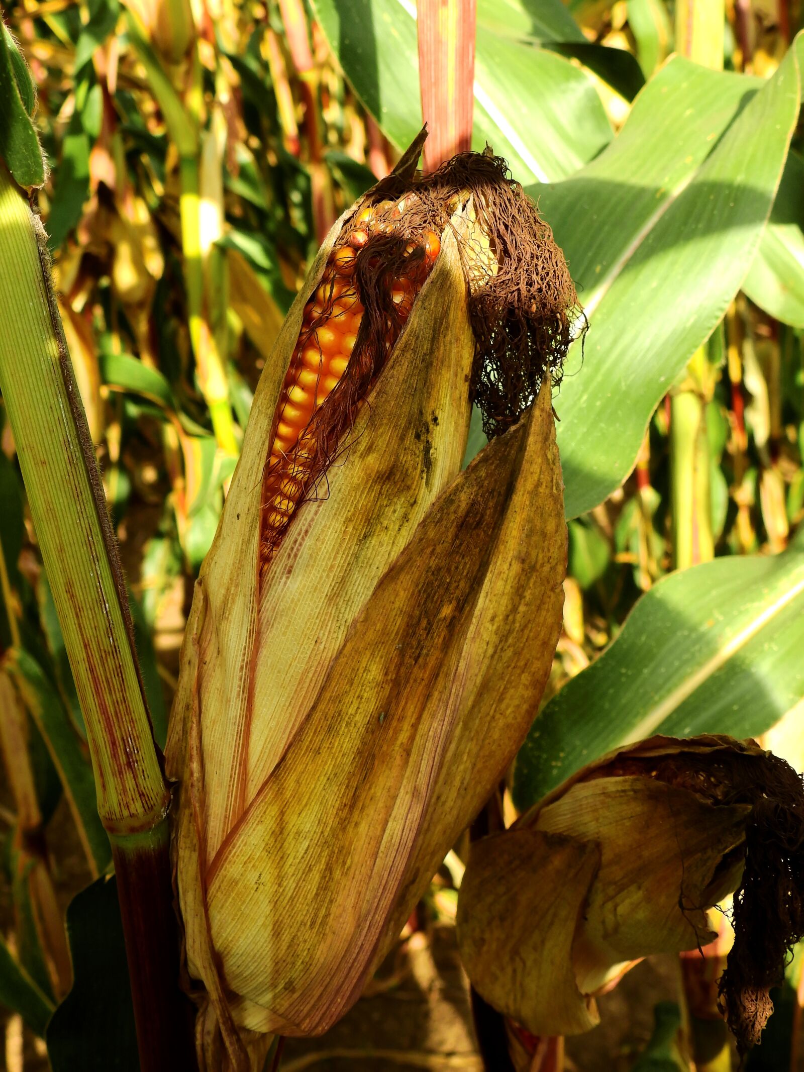 Nikon Coolpix P900 sample photo. Corn, ear, food photography