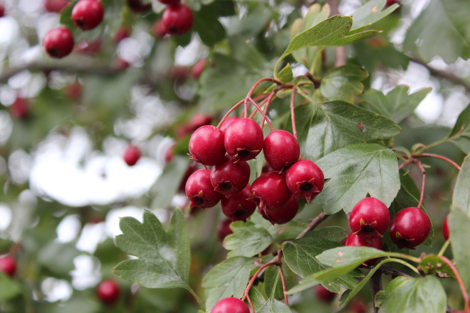 Canon EOS 600D (Rebel EOS T3i / EOS Kiss X5) sample photo. Berries, outdoors, autumn photography