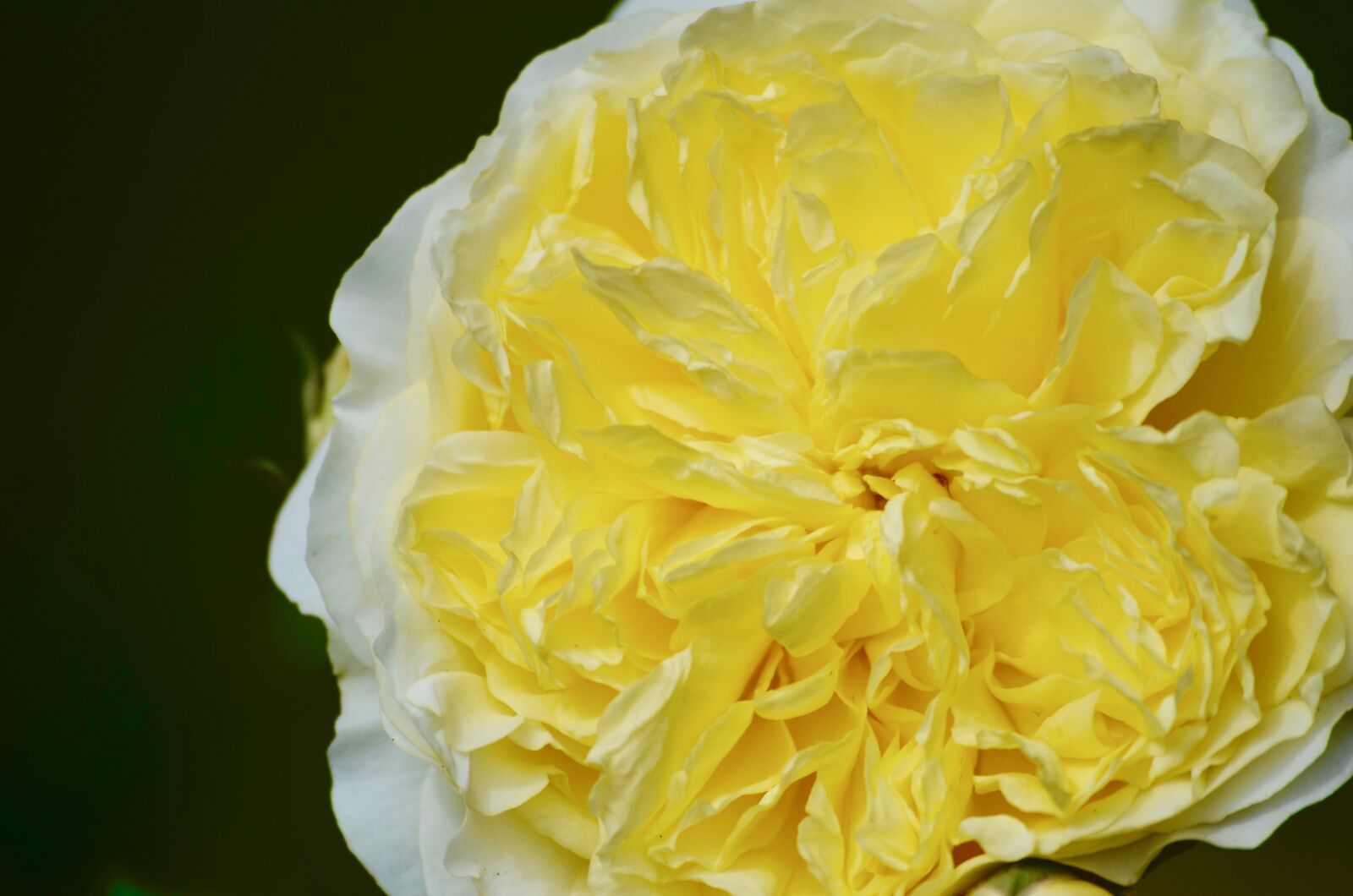 Nikon D5100 sample photo. Rose, blossom, bloom photography
