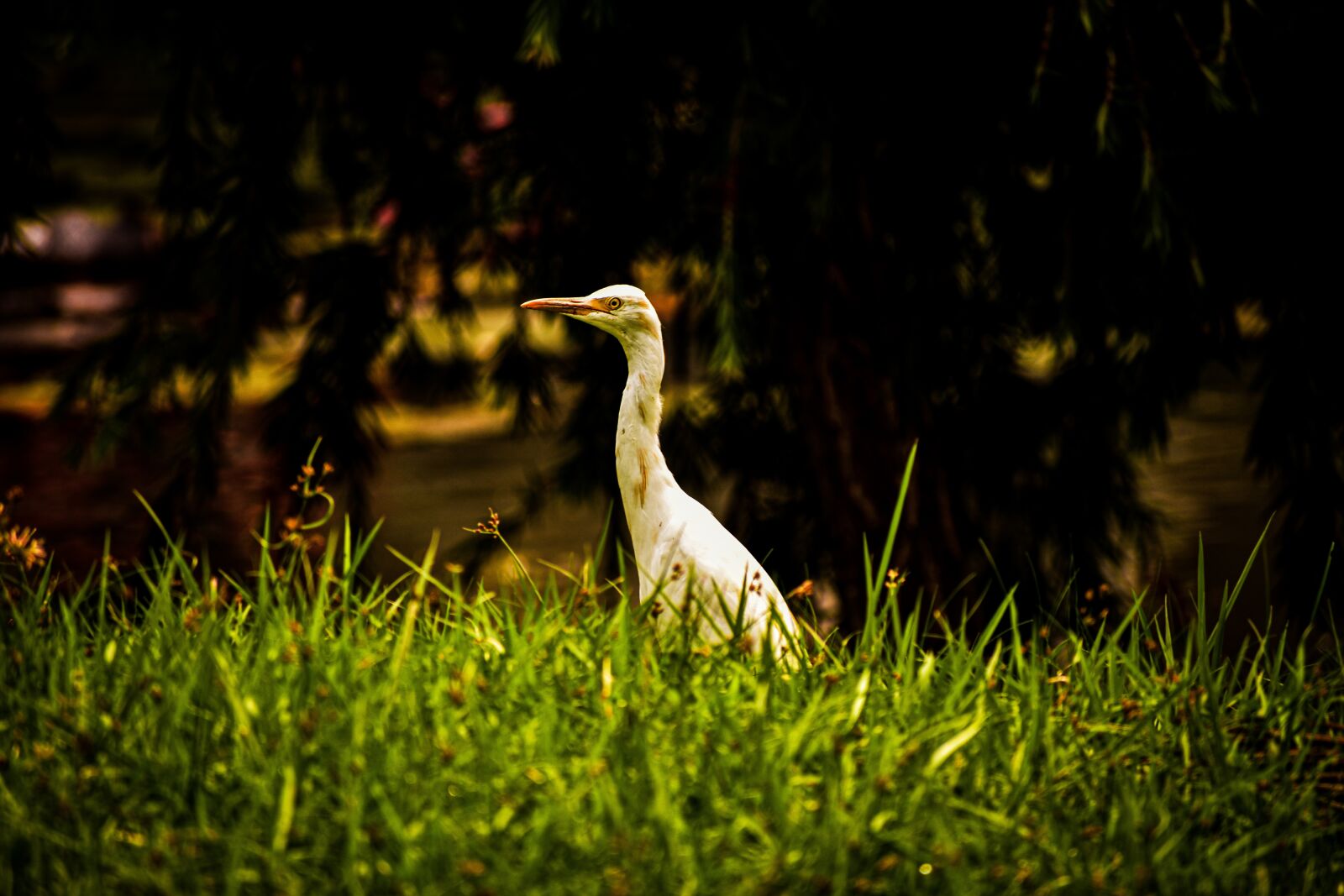 Nikon D3400 sample photo. Bird, grass, white photography
