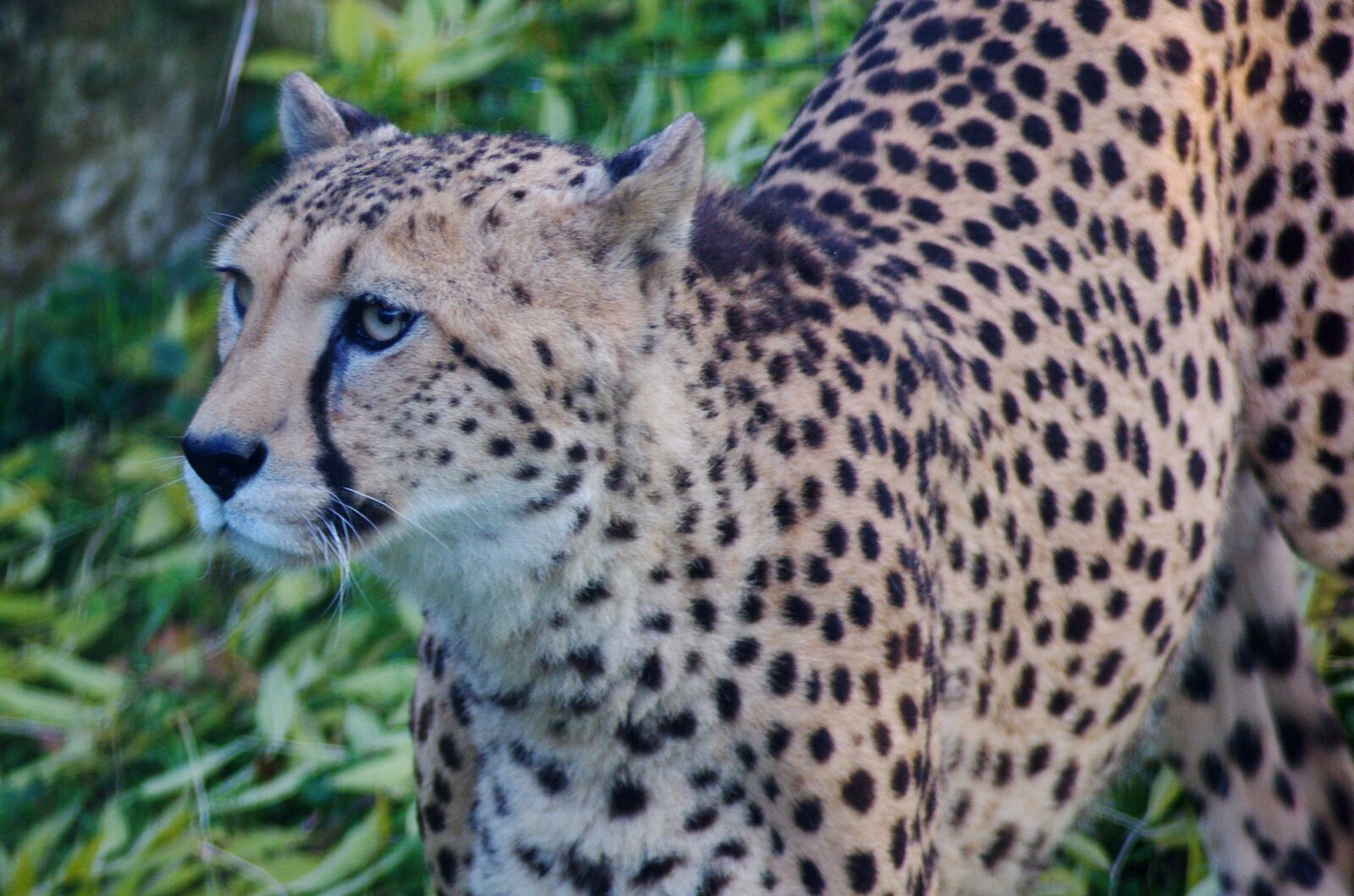 Pentax K-m (K2000) sample photo. Leopard, cat, animal photography
