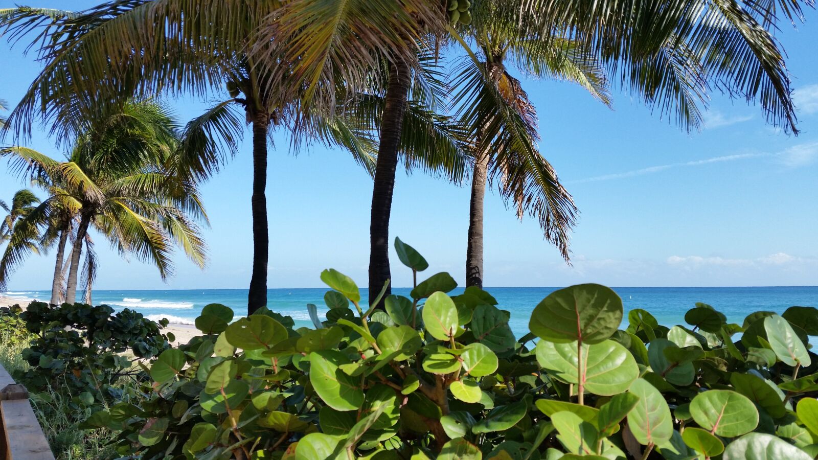 Samsung Galaxy S5 sample photo. Palm, beach, tropical photography