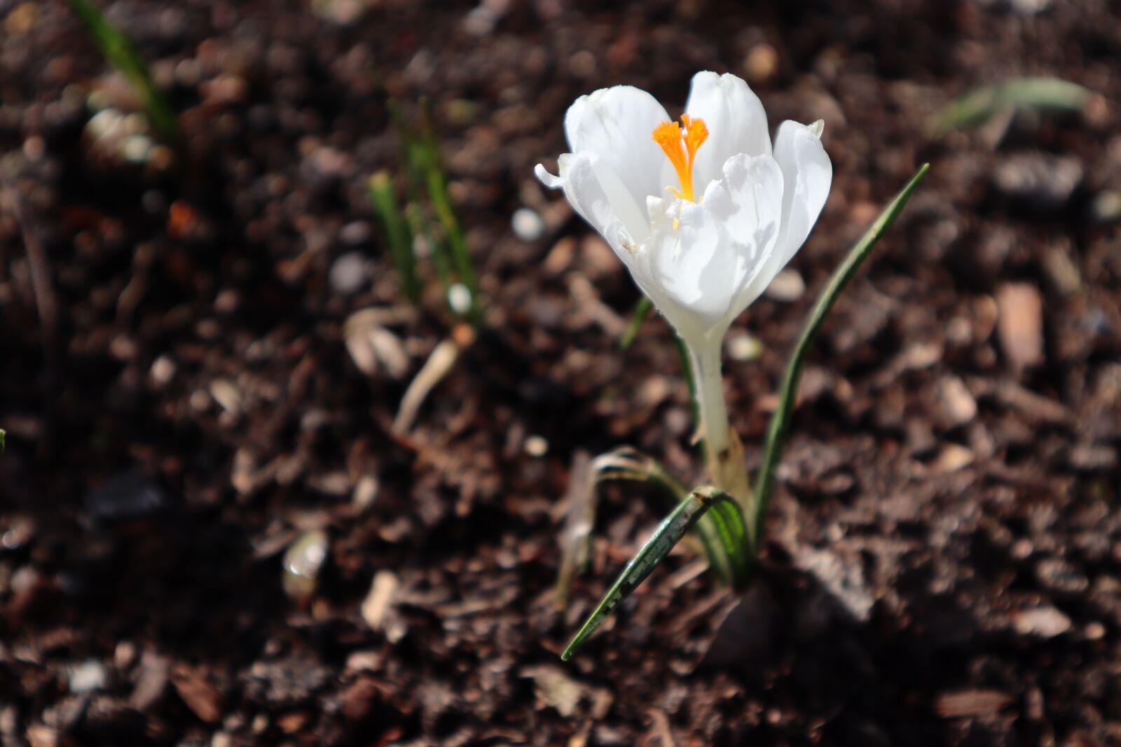Canon EOS M50 (EOS Kiss M) sample photo. Crocus, white flower, flower photography