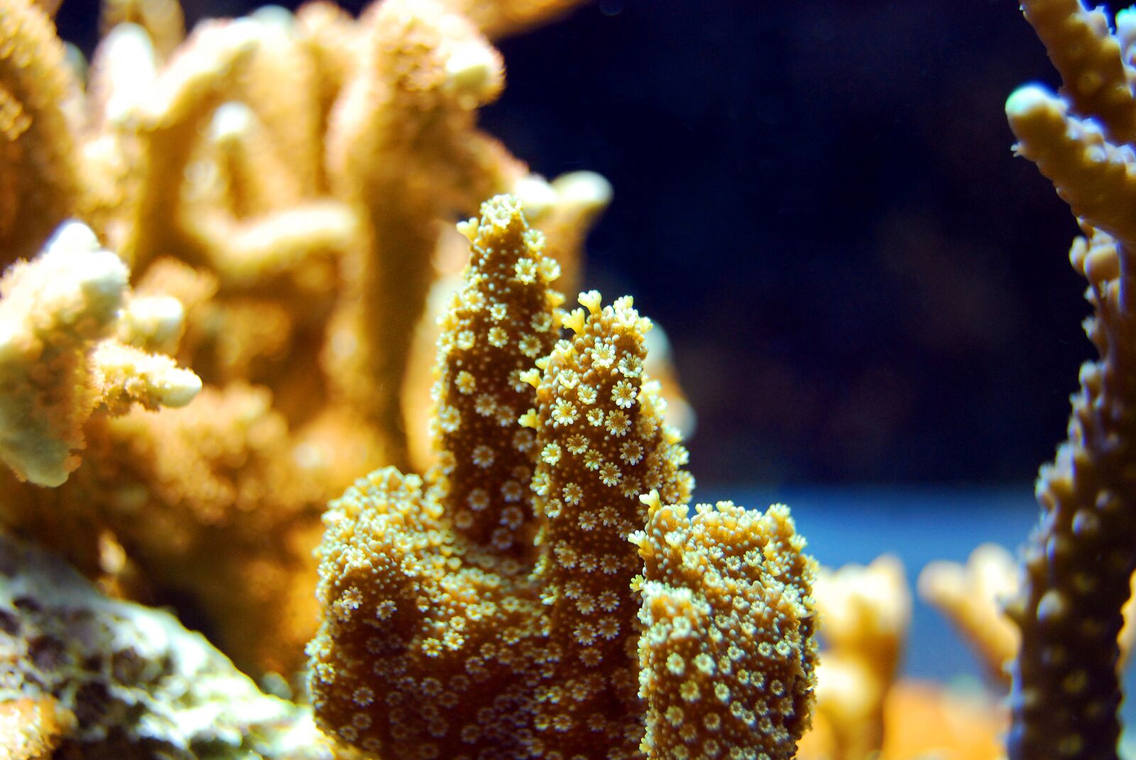 Nikon D40X sample photo. Coral, reef, sea photography