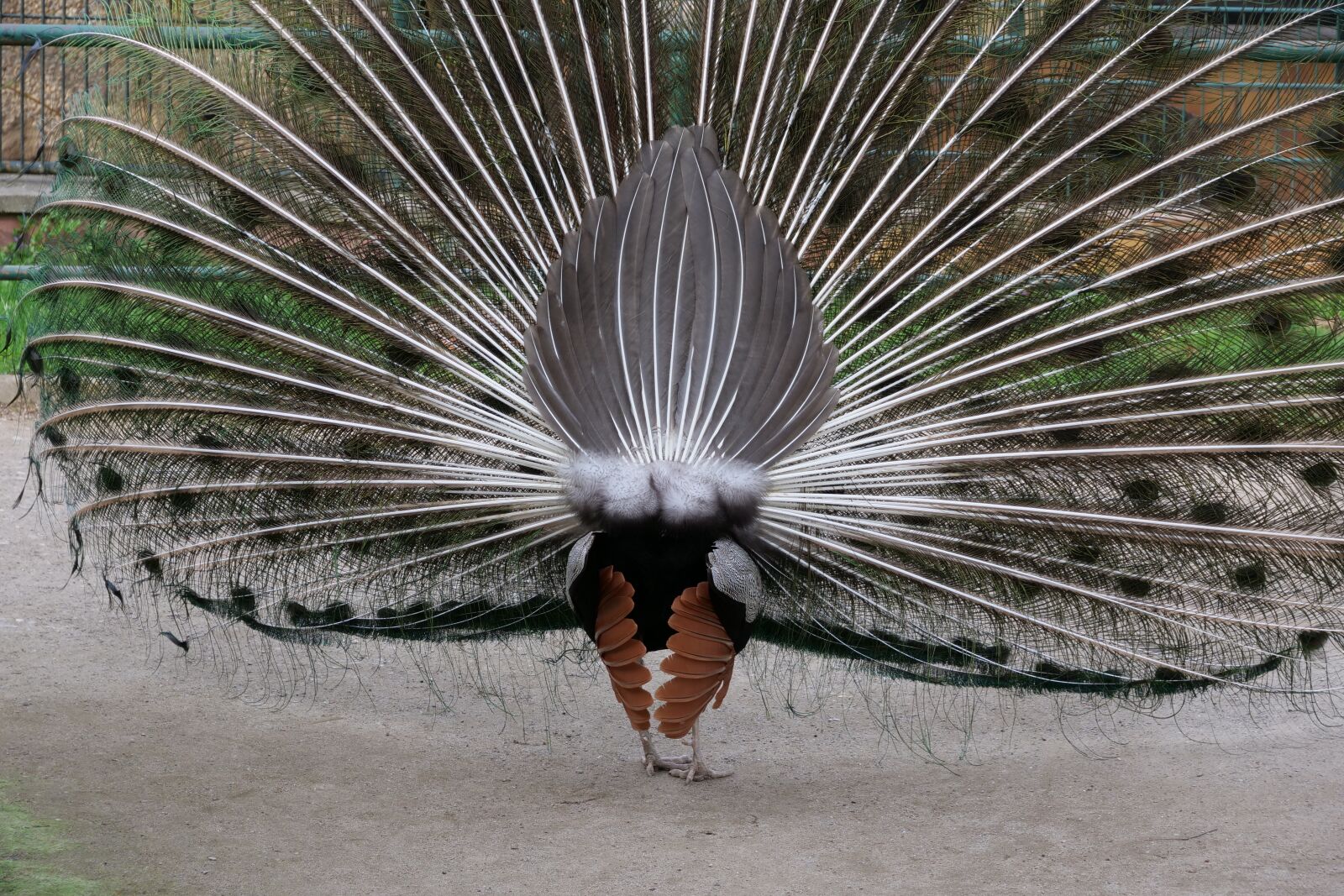 Panasonic Lumix DC-G9 sample photo. Feather, nature, bird photography