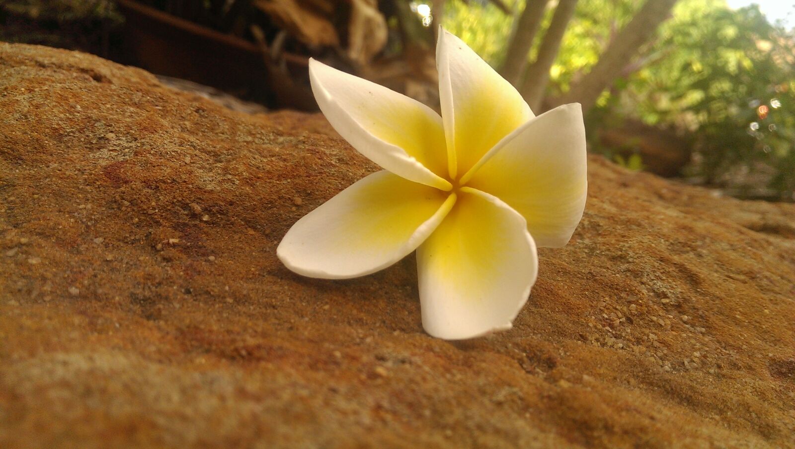 HTC ONE sample photo. Tropical, flower, summer photography