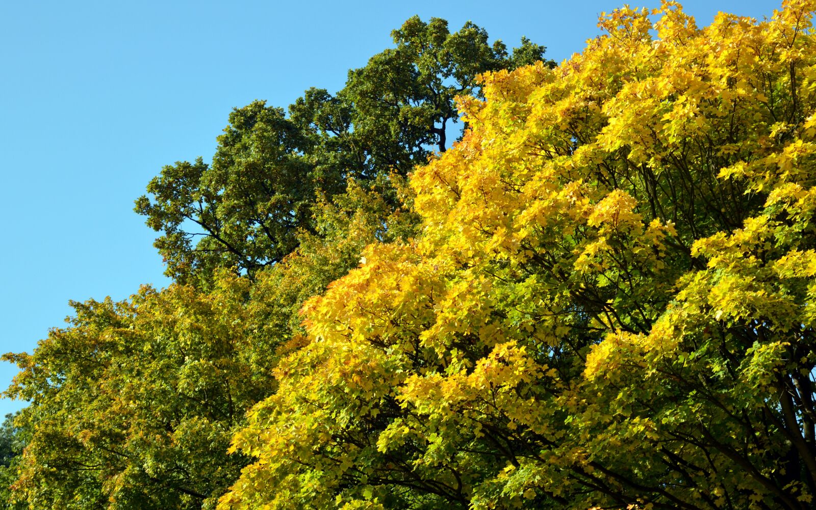 Nikon D3200 sample photo. Deciduous tree, deciduous trees photography
