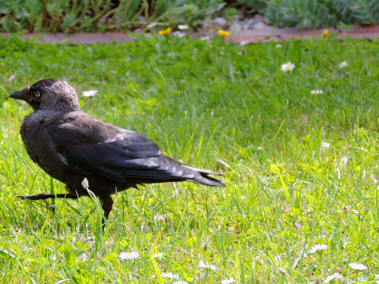 Nikon Coolpix P520 sample photo. Jackdaw, raven bird, corvus photography