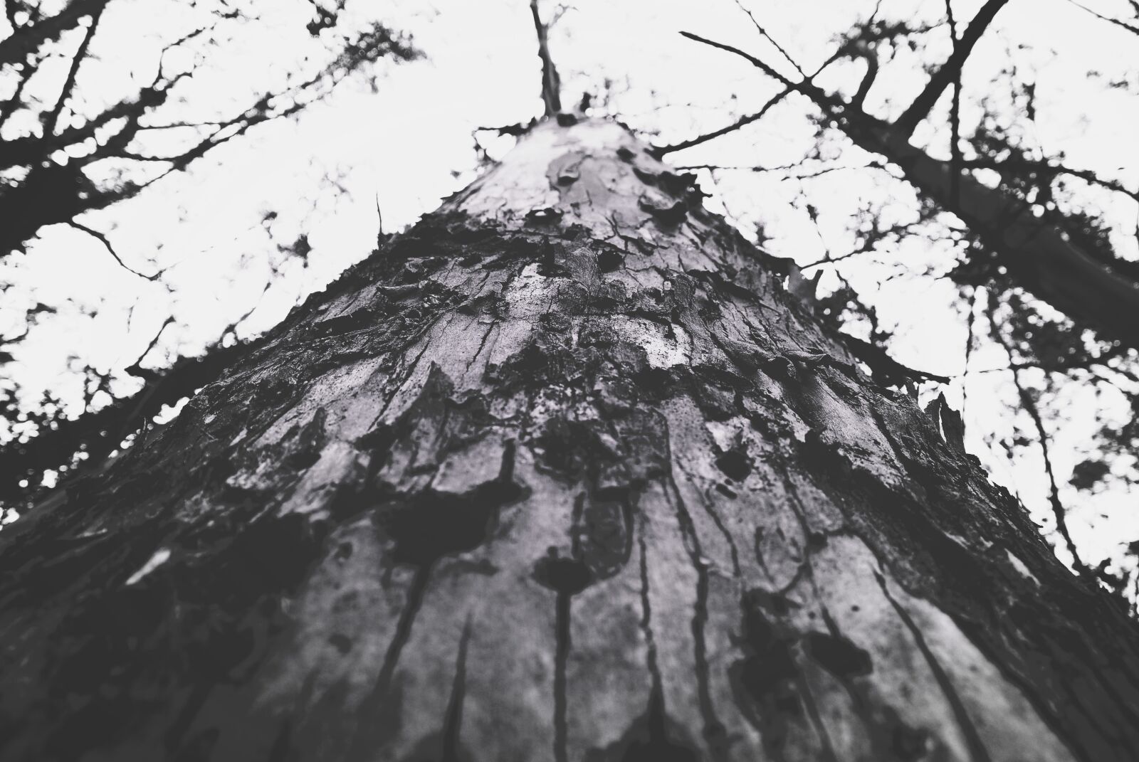 Nikon D3000 sample photo. Bark, branch, low angle photography