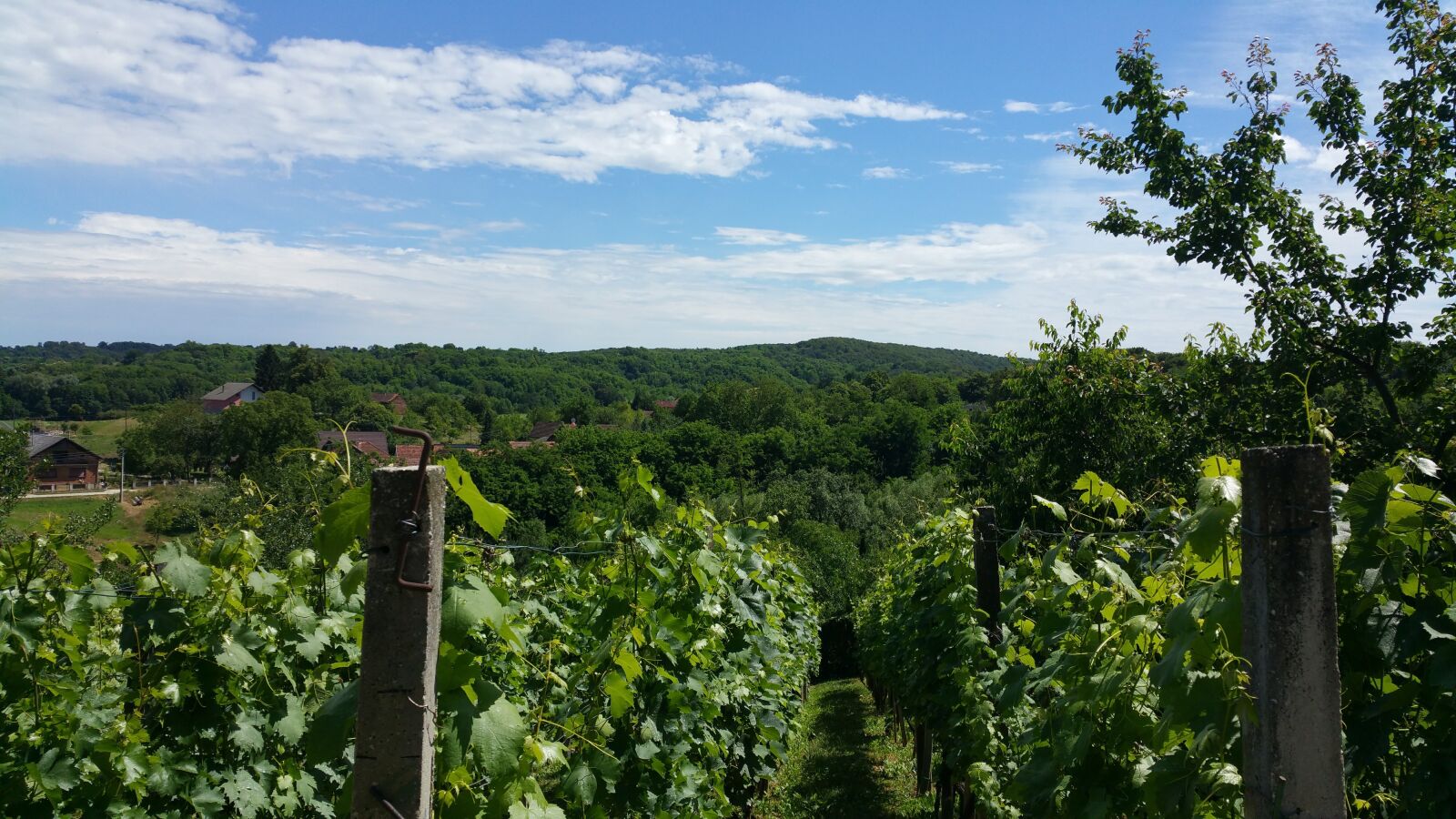 Samsung Galaxy Note4 sample photo. Nature, sky, vineyard photography