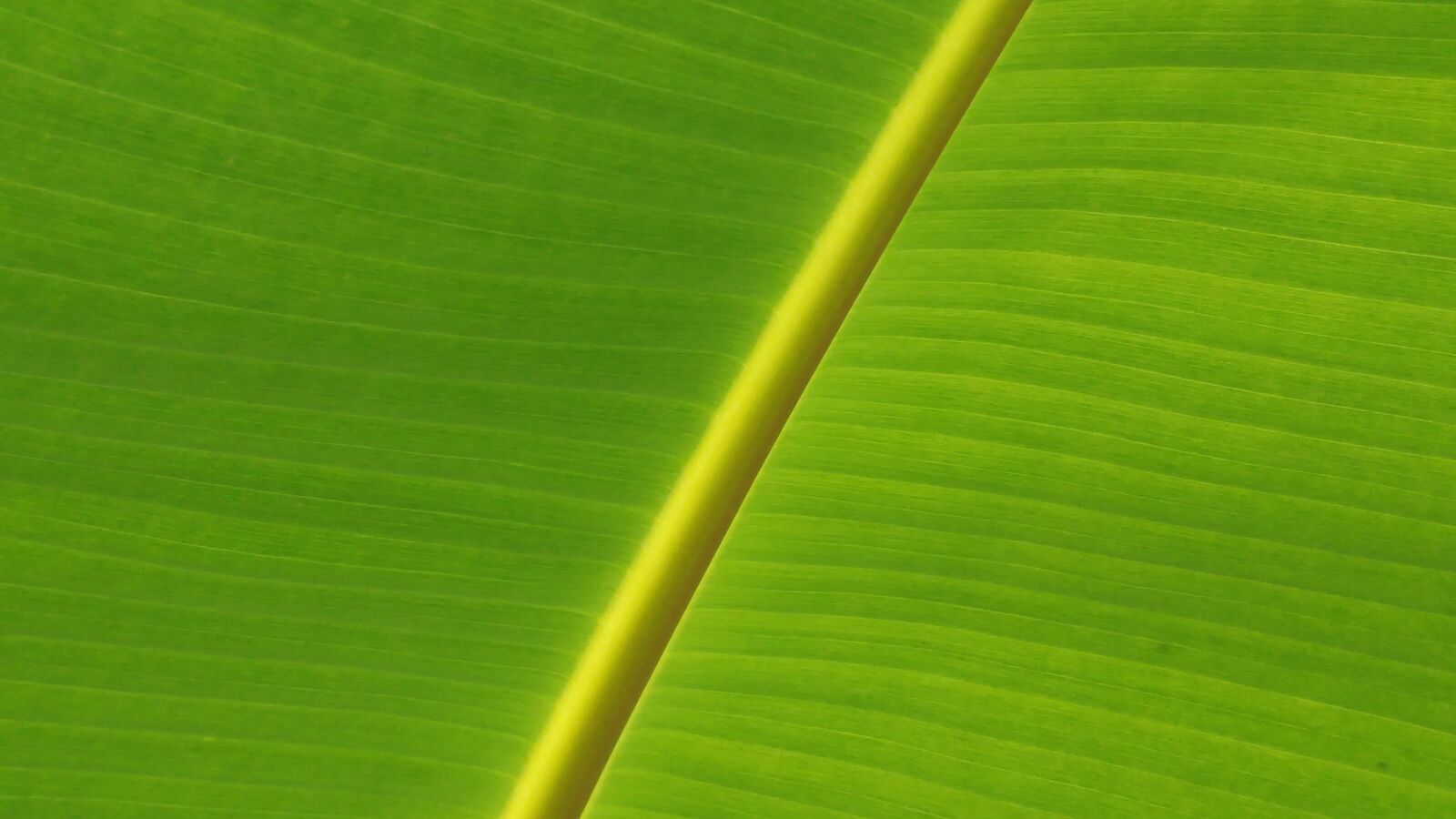 LG G5 sample photo. Banana leaf, leaves, mesopodium photography