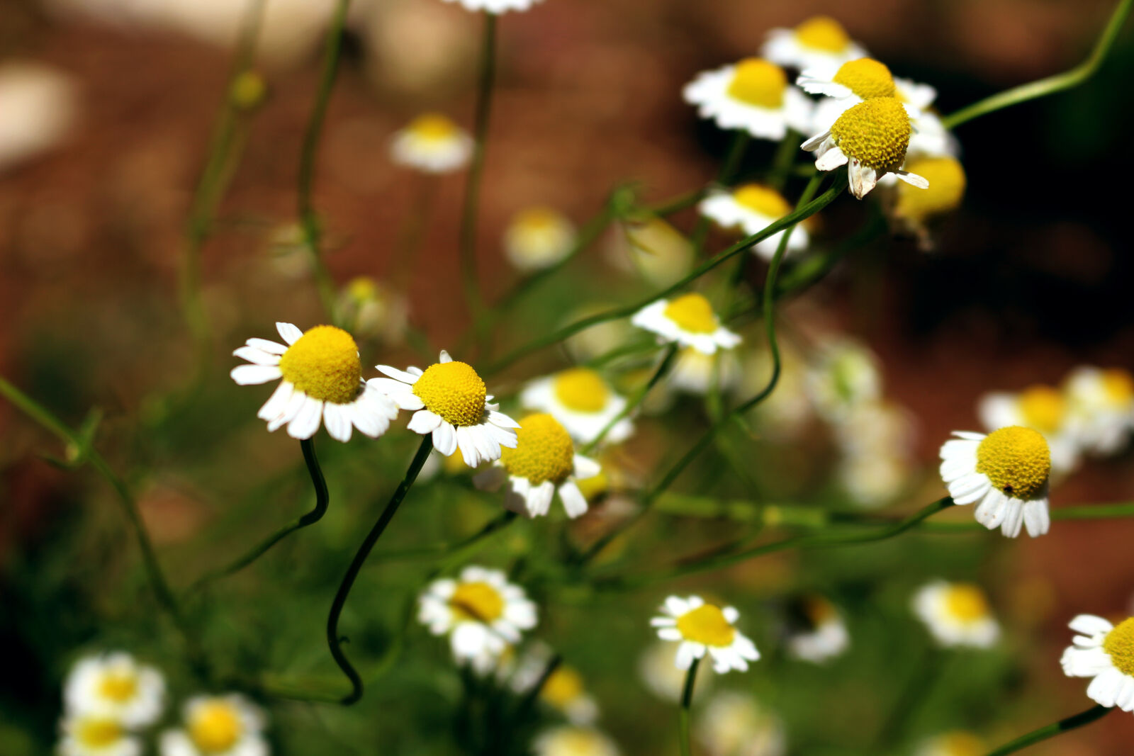 Canon EOS 100D (EOS Rebel SL1 / EOS Kiss X7) sample photo. Chamomile photography