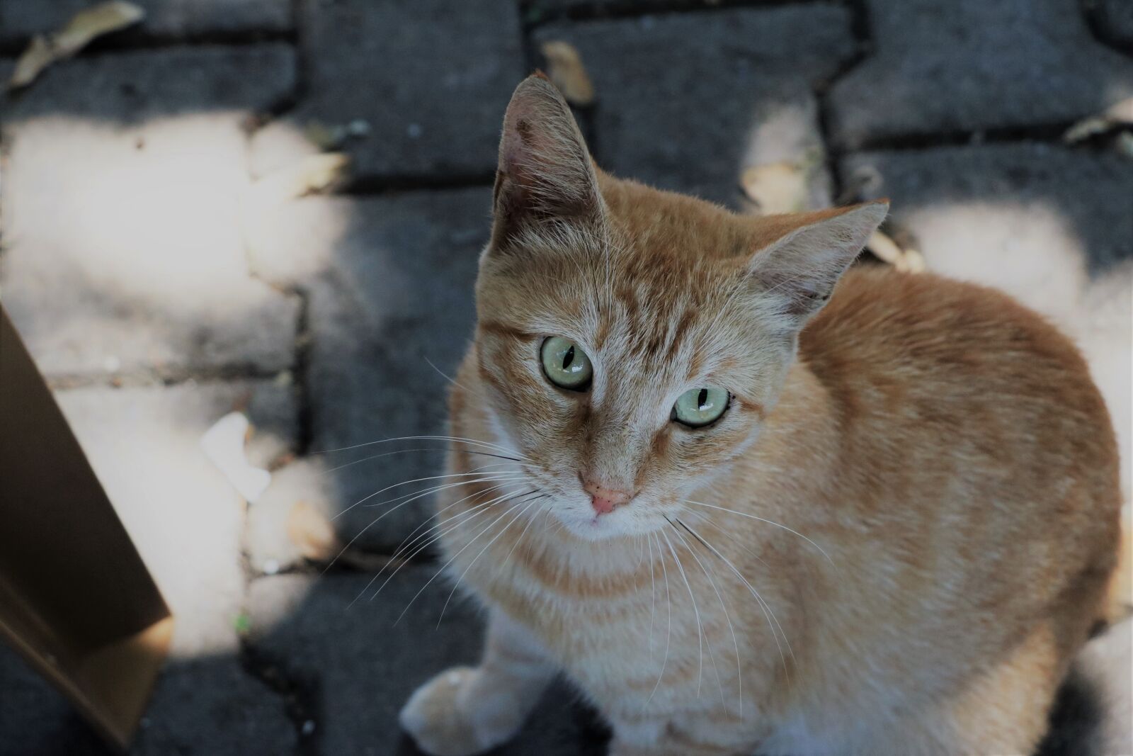 Canon EOS 760D (EOS Rebel T6s / EOS 8000D) sample photo. Cat, portrait, istanbul photography