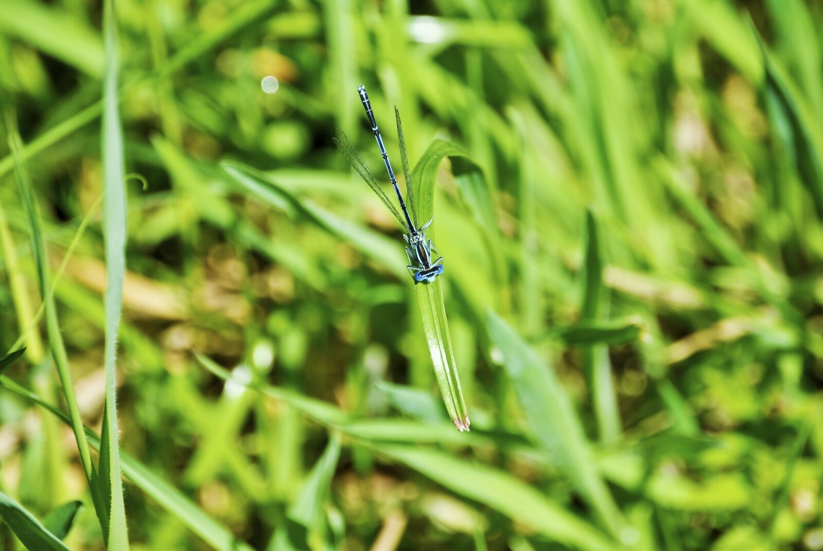 Nikon D3000 sample photo. Dragonfly, green, creature photography