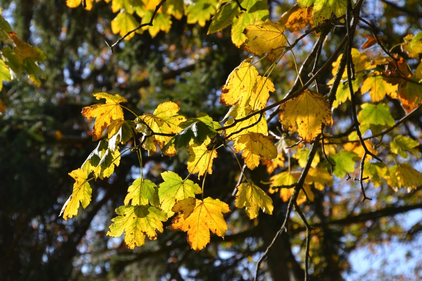 Nikon D3100 sample photo. Leaves, autumn, colorful photography