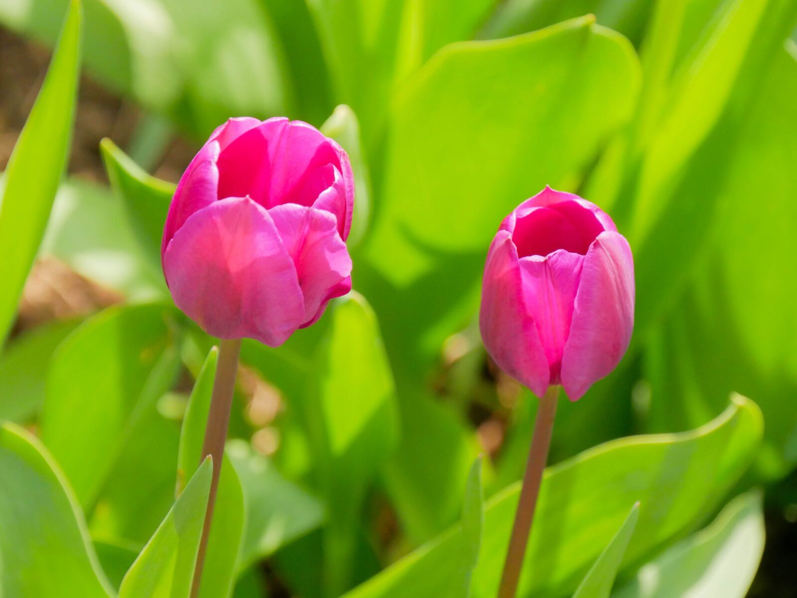 Panasonic DMC-G81 sample photo. Tulip, spring, easter photography