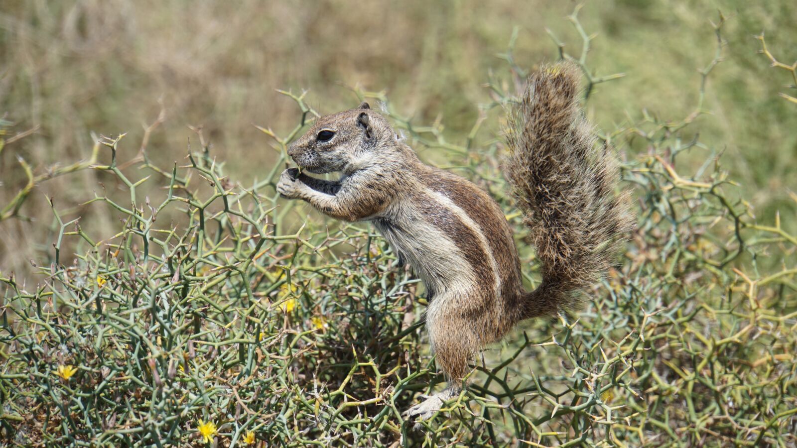 Sony a6000 sample photo. Chipmunk, nager, fuerteventura photography