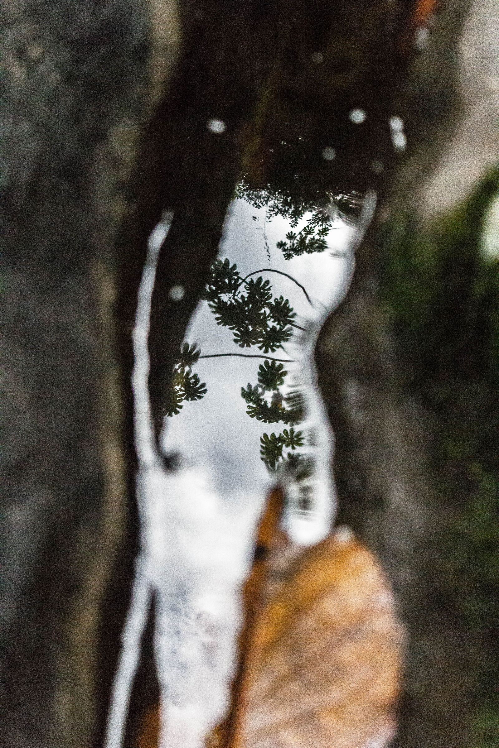 Canon EOS 1200D (EOS Rebel T5 / EOS Kiss X70 / EOS Hi) sample photo. Leaf, nature photography