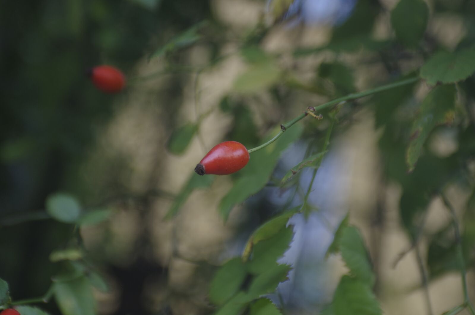 Pentax K-50 sample photo. Plant, nature, flower photography