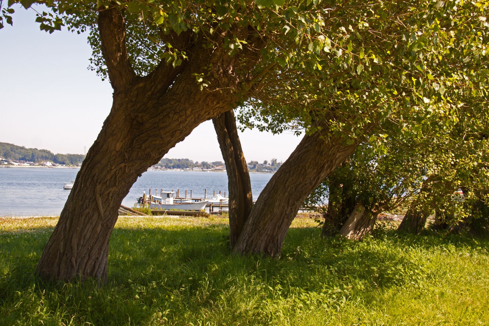 Canon EOS 50D sample photo. Trees, tree trunks, foliage photography