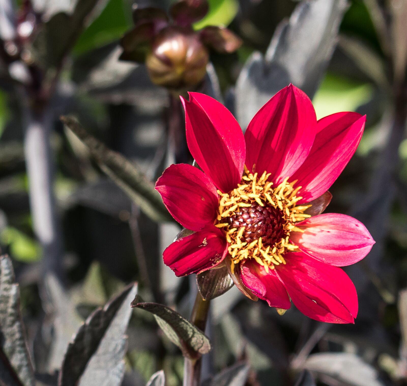 Canon EF-S 55-250mm F4-5.6 IS STM sample photo. Dahlia, flower, blossom photography