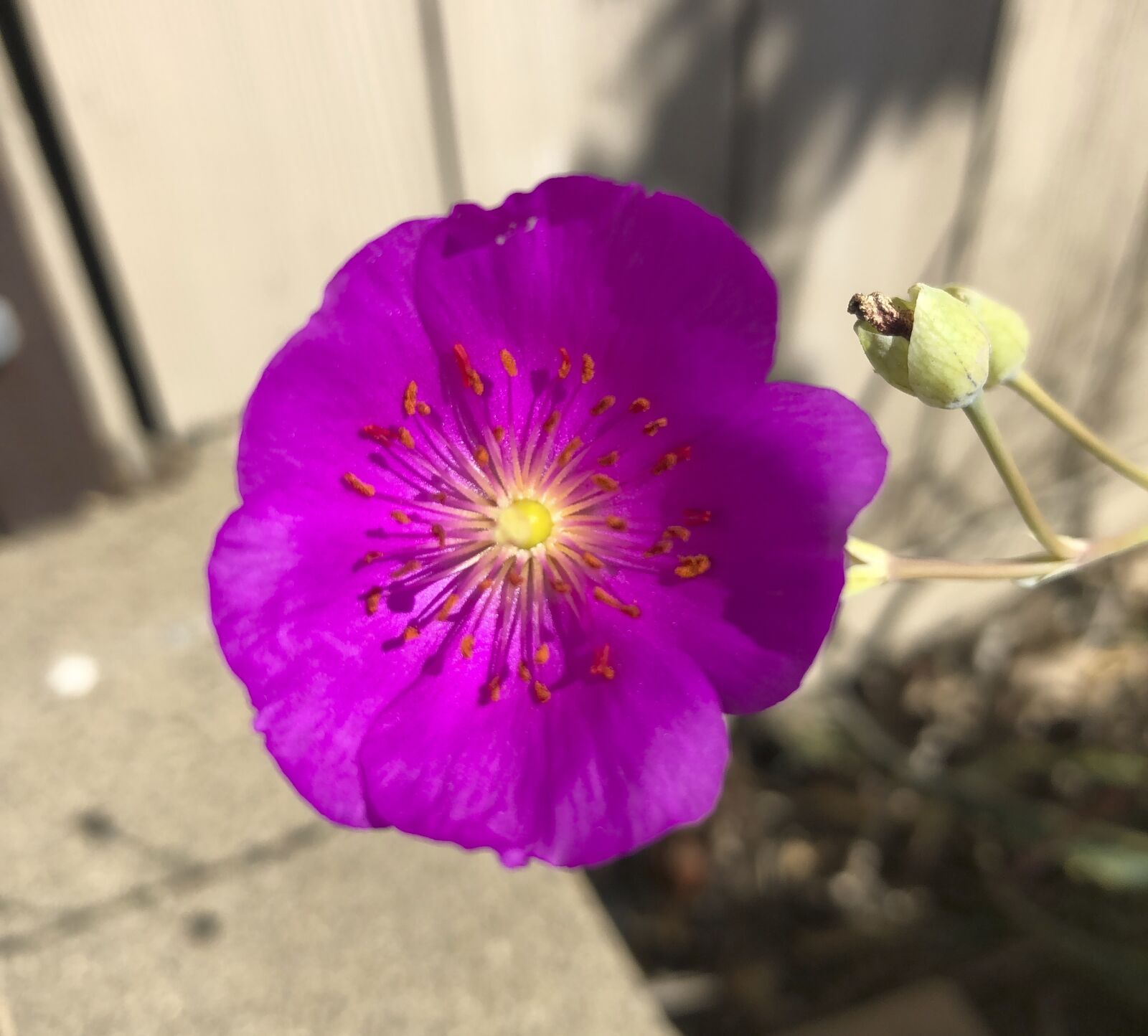 iPhone 8 back camera 3.99mm f/1.8 sample photo. Flower, poppy, pink photography