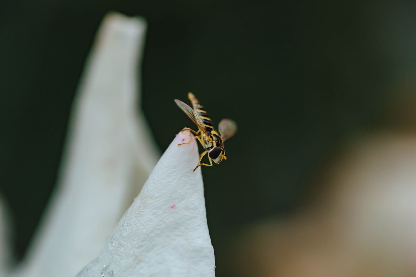 Canon EF 100mm F2.8 Macro USM sample photo. Flying, wasp, white flower photography