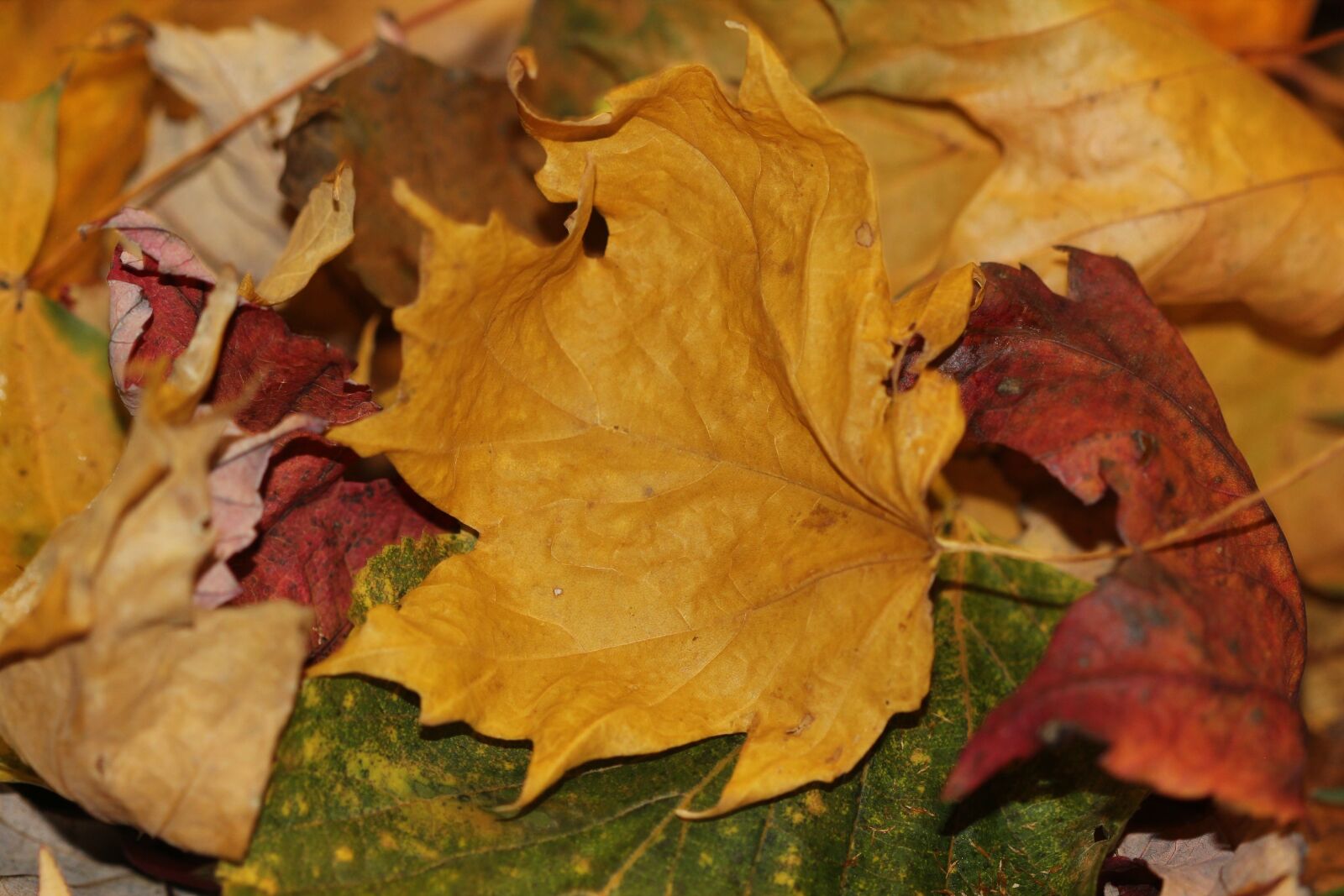 Canon EOS 600D (Rebel EOS T3i / EOS Kiss X5) + Canon EF 100mm F2.8 Macro USM sample photo. Autumn leaves, fall, maple photography