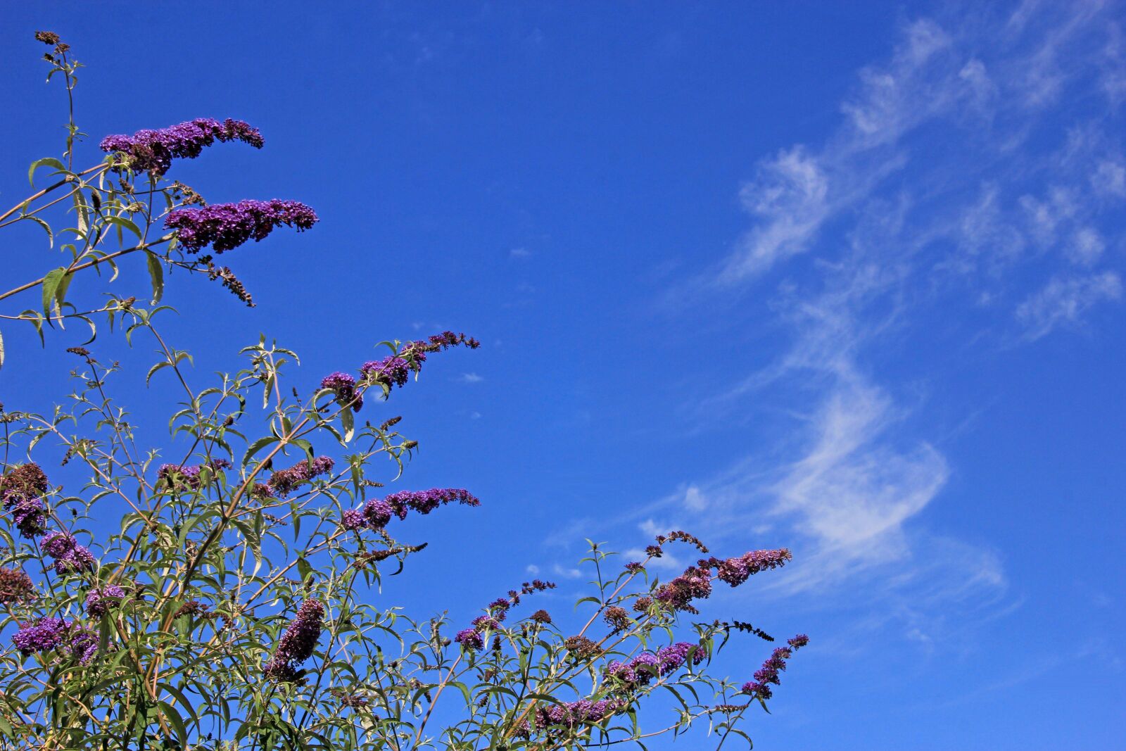 Canon EOS 60D sample photo. Lilac, buddleja davidii, sky photography