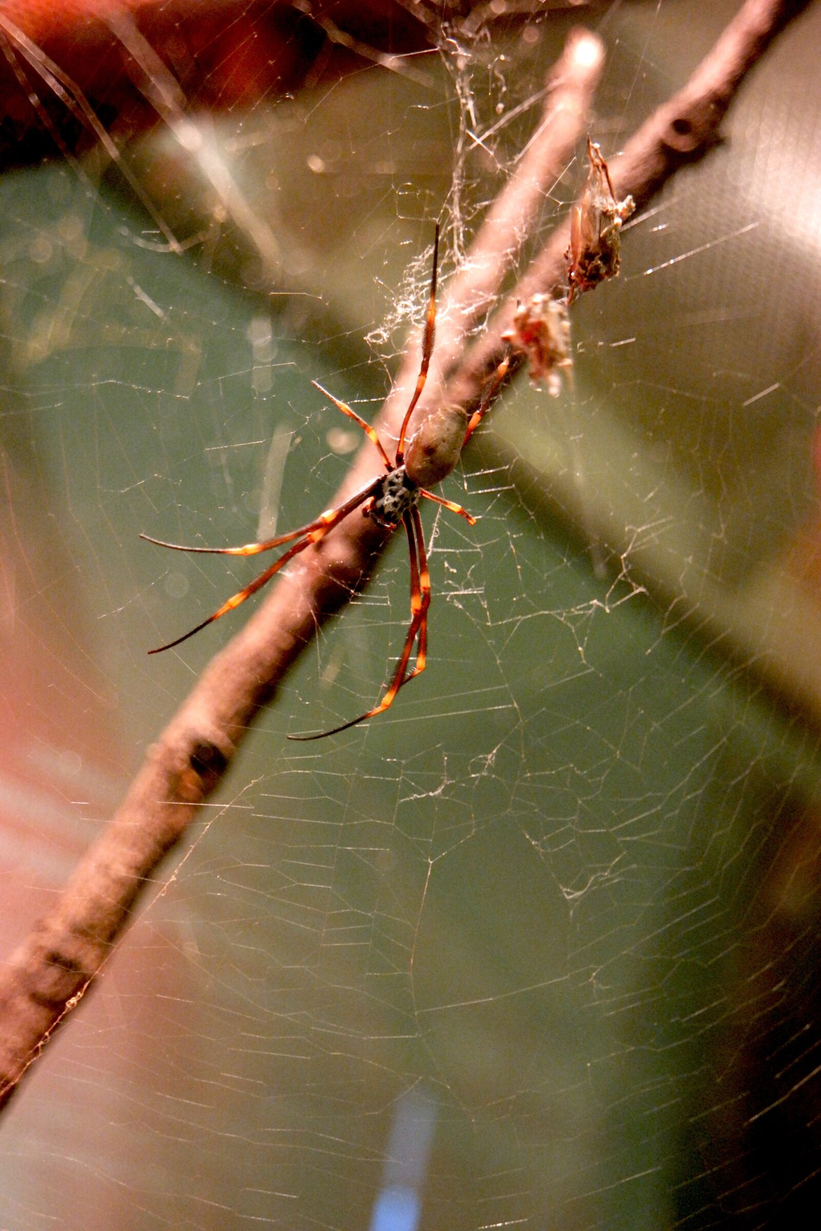 Samsung NX500 sample photo. Spider, arachnid, nature photography