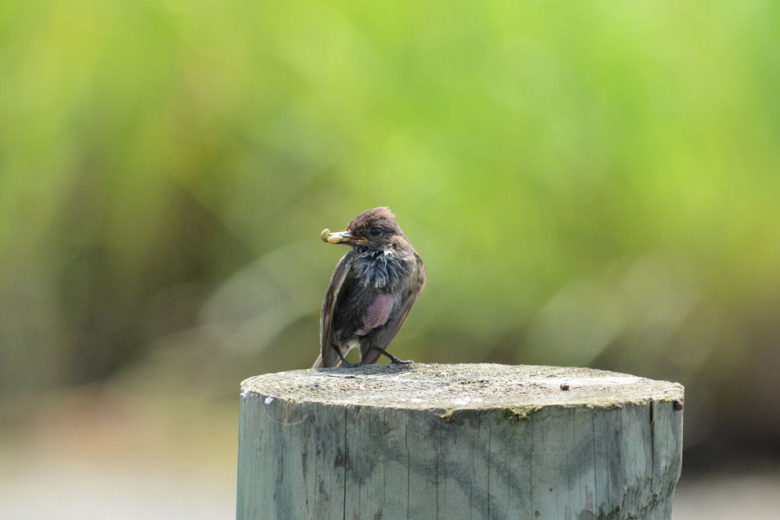 Nikon D7100 sample photo