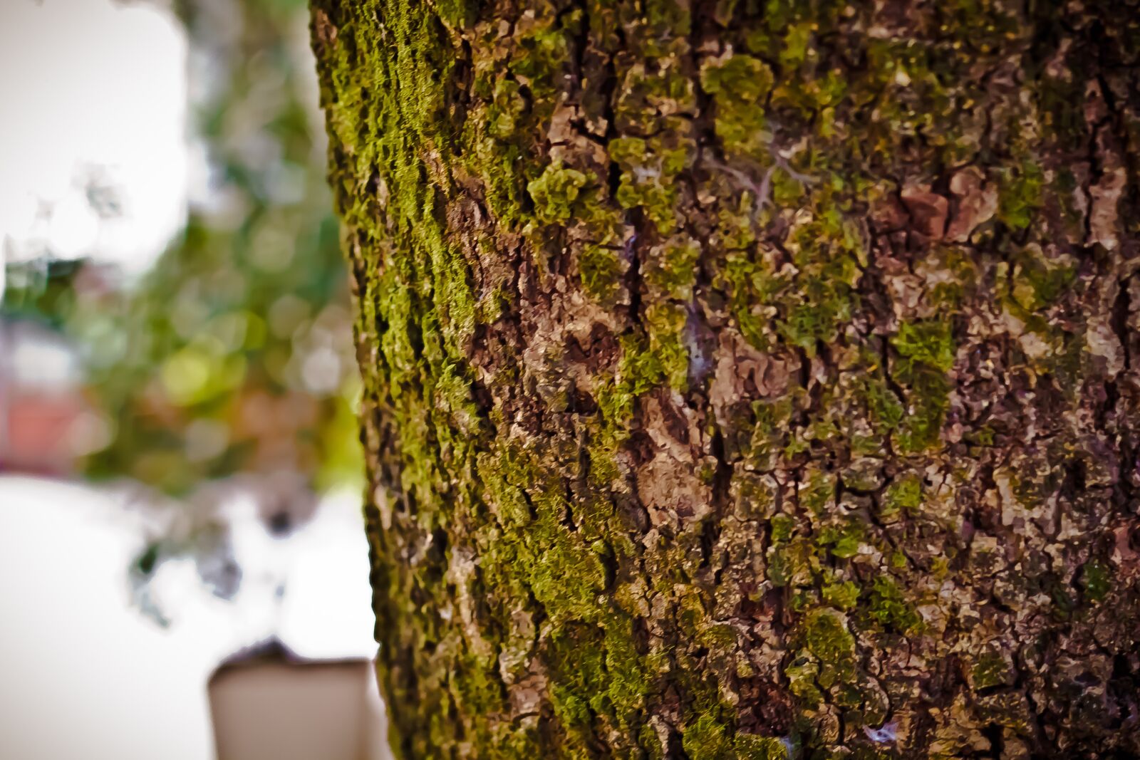 Canon EOS 60D + Canon EF 50mm F1.8 II sample photo. Texture, flying, street photography