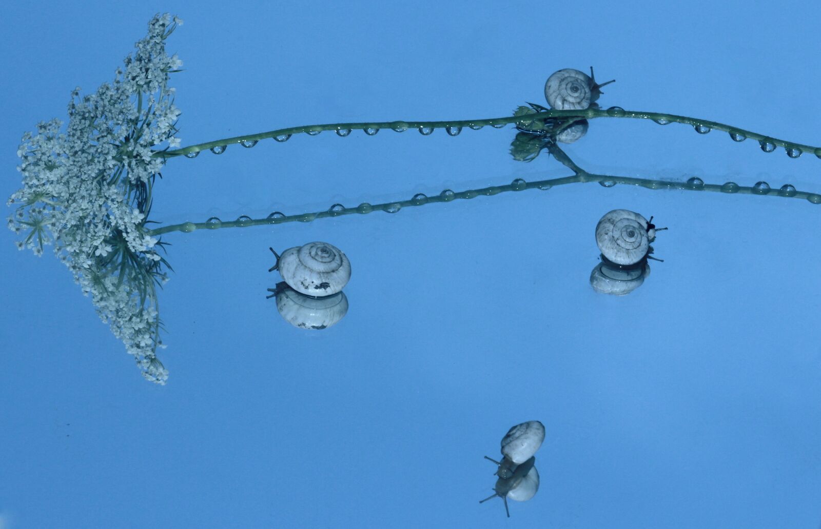 Canon EOS 700D (EOS Rebel T5i / EOS Kiss X7i) + Canon EF 85mm F1.8 USM sample photo. Snails, shell, reflection photography