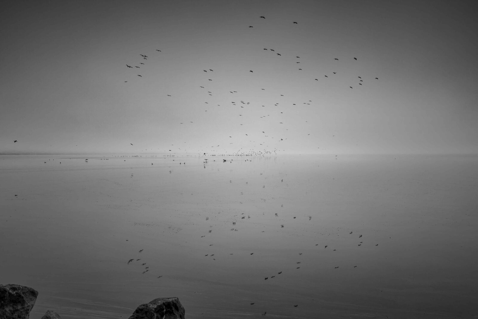 Tamron SP 24-70mm F2.8 Di VC USD sample photo. Lake, birds, fog photography