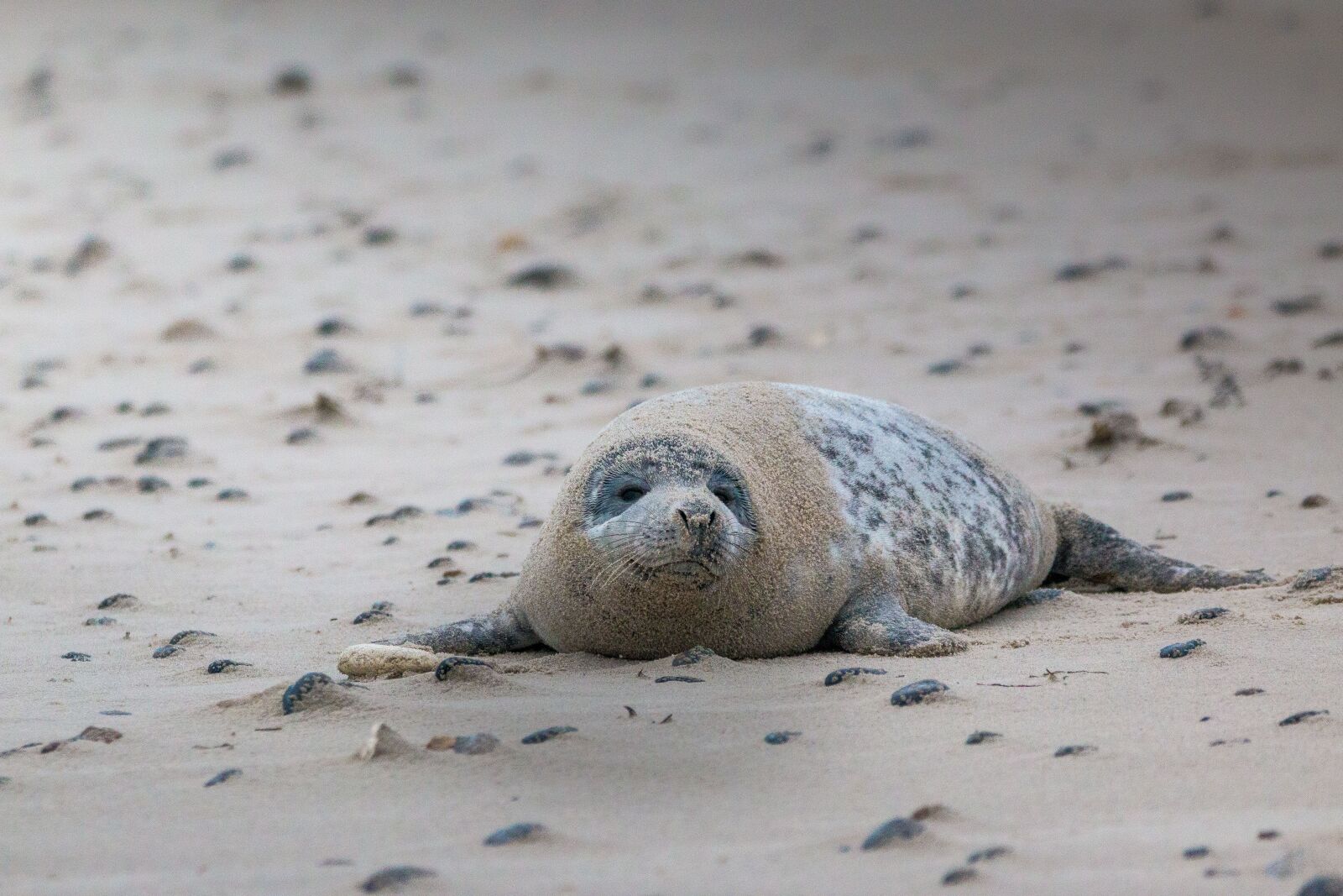 150-600mm F5-6.3 DG OS HSM | Contemporary 015 sample photo. Grey seal, robbe, halichoerus photography